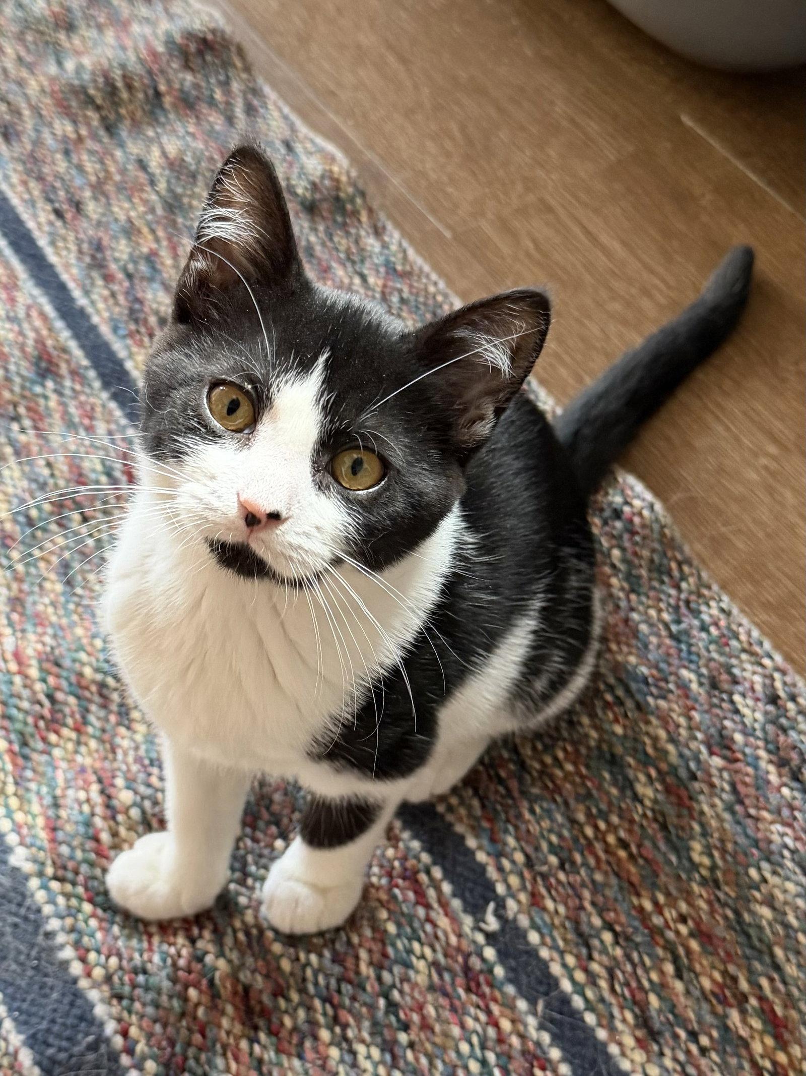 Rachel (foster cat), a Adopted Domestic Short Hair in Gettysburg, PA image 2/2