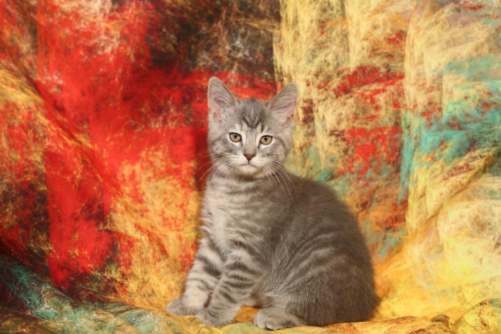Marisi, Adopted, Kitten Female Domestic Short Hair.