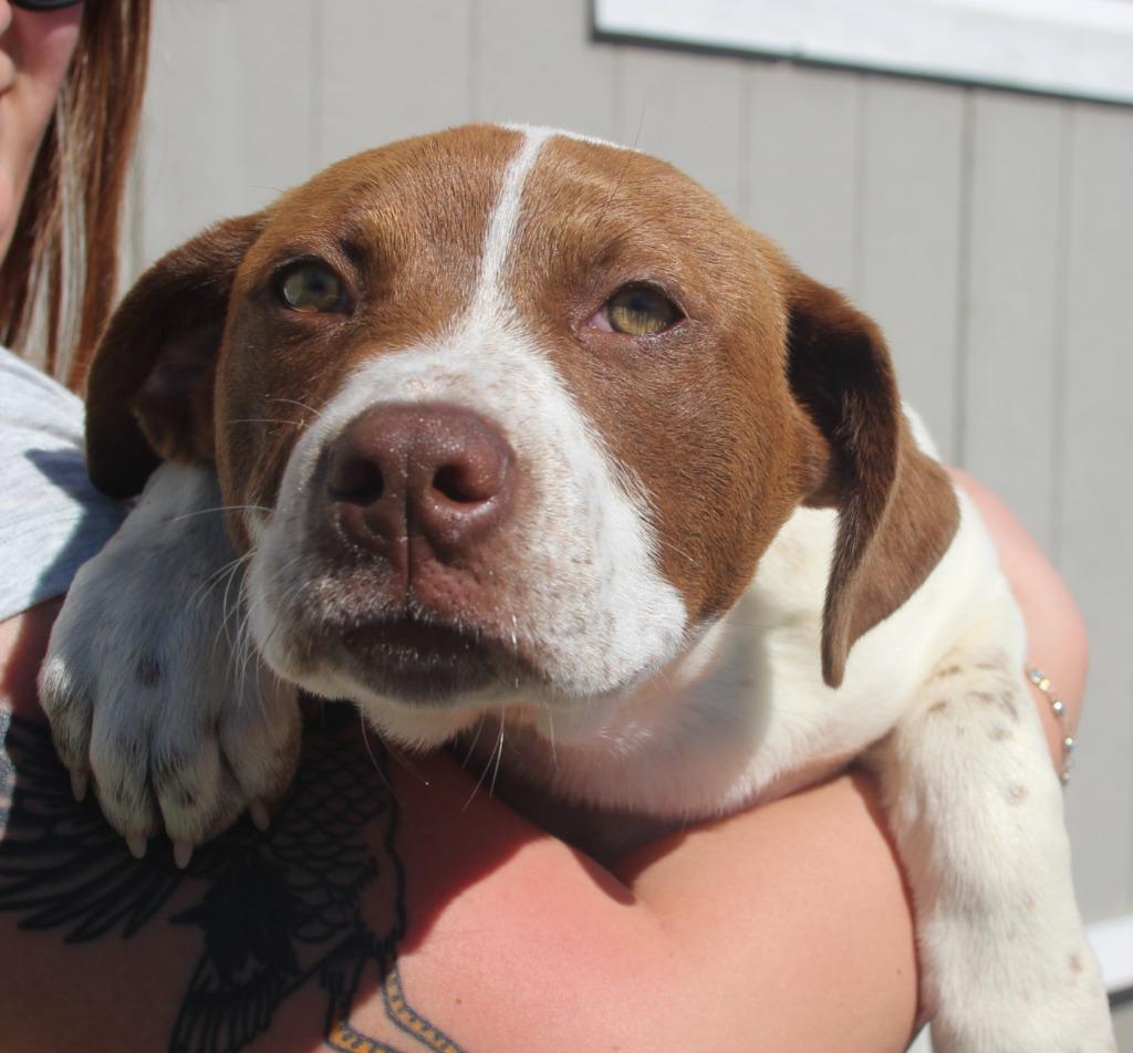 Cinnamon, Adoptable, Puppy Female Pit Bull Terrier & Mixed Breed.
