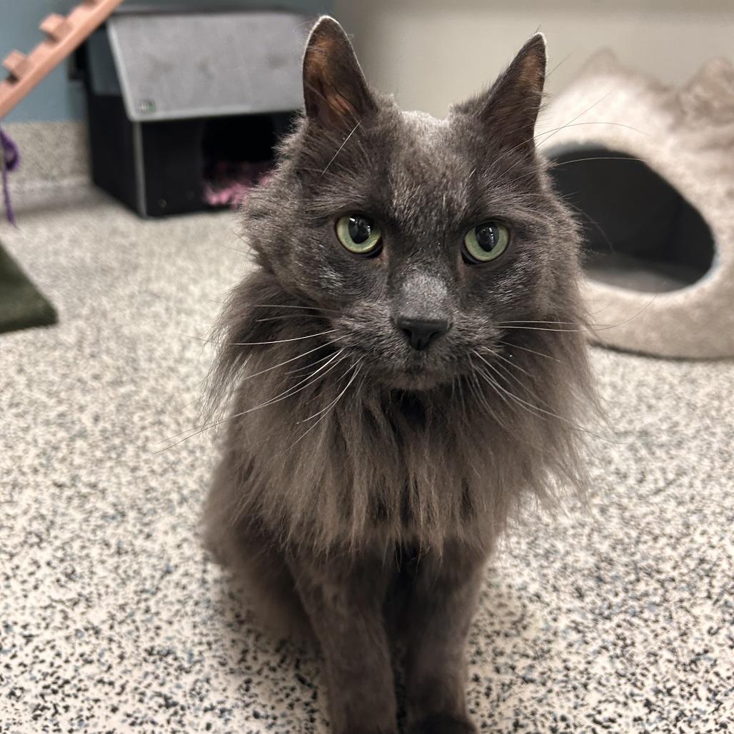 Enlarge Moo, a Adoptable Domestic Long Hair in Fresno, CA image 1/1