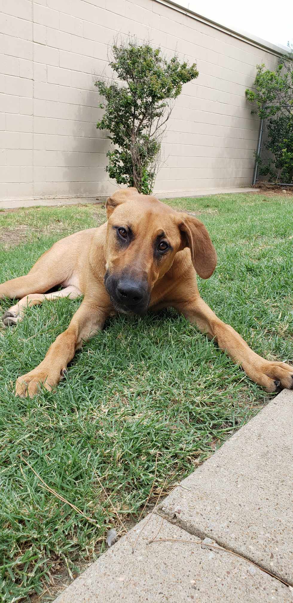 Mini, a Adopted mixed breed in Dallas, TX image 1/6