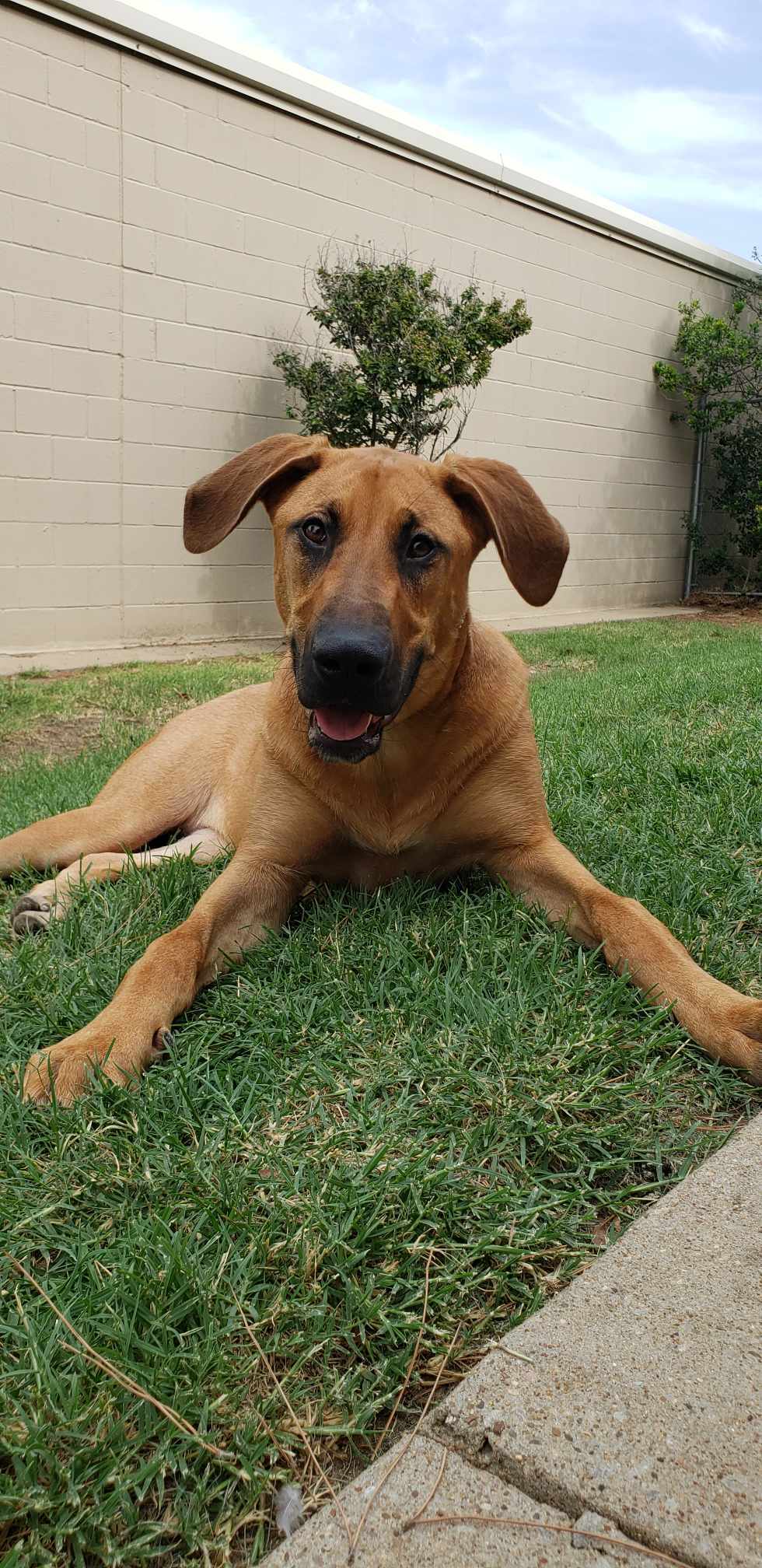 Mini, a Adopted mixed breed in Dallas, TX image 2/6