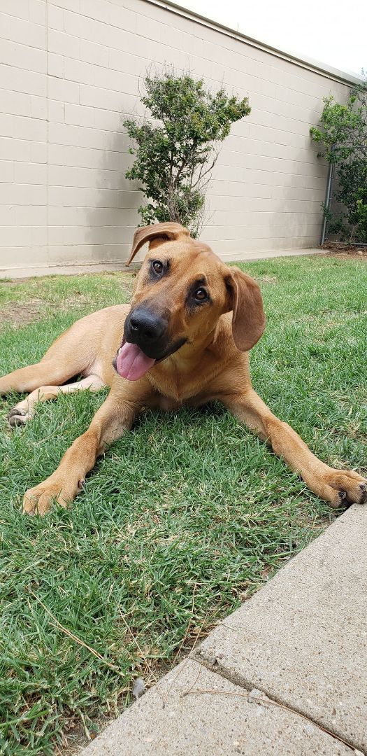 Mini, a Adopted mixed breed in Dallas, TX image 3/6