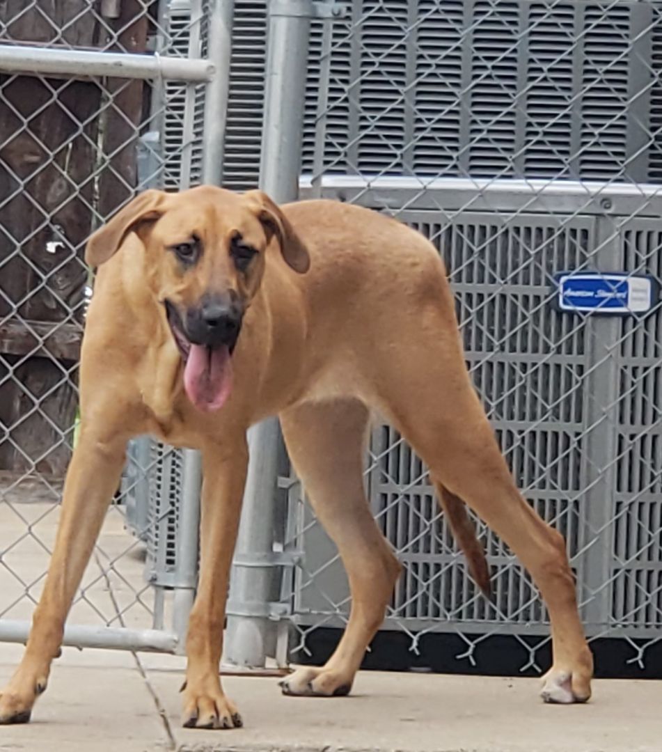 Mini, a Adopted mixed breed in Dallas, TX image 4/6