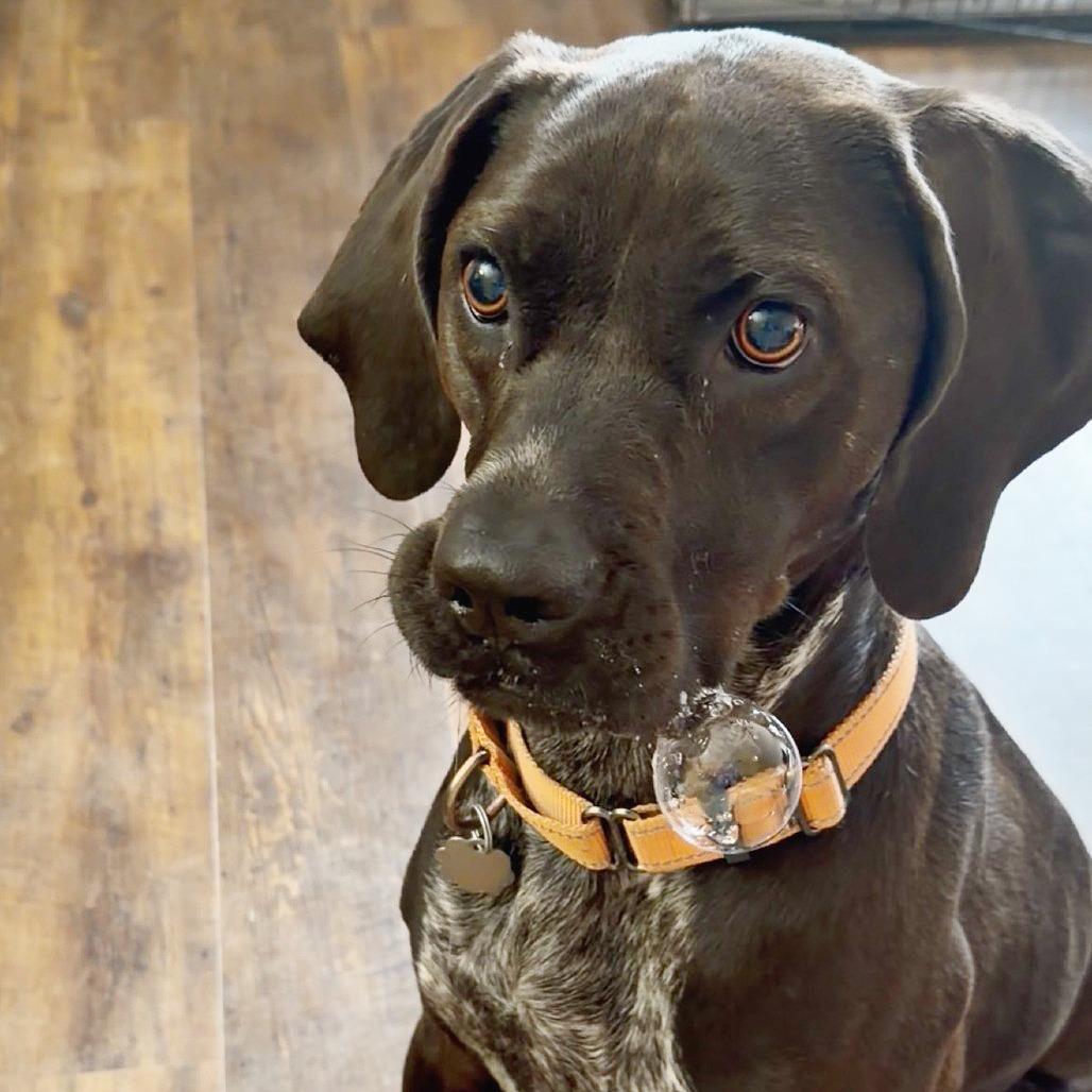 Shelby, a Adoptable mixed breed in Flower Mound, TX image 1/6