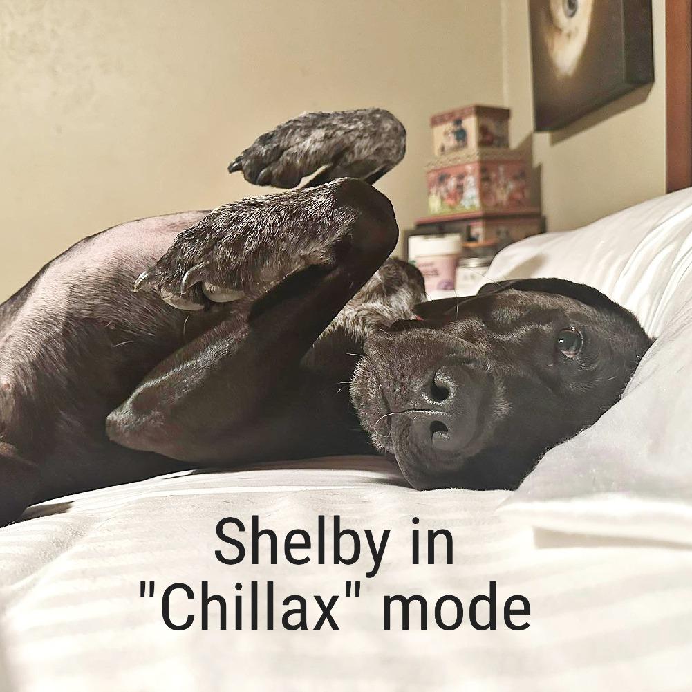 Shelby, Adoptable, Adult Female German Shorthaired Pointer.