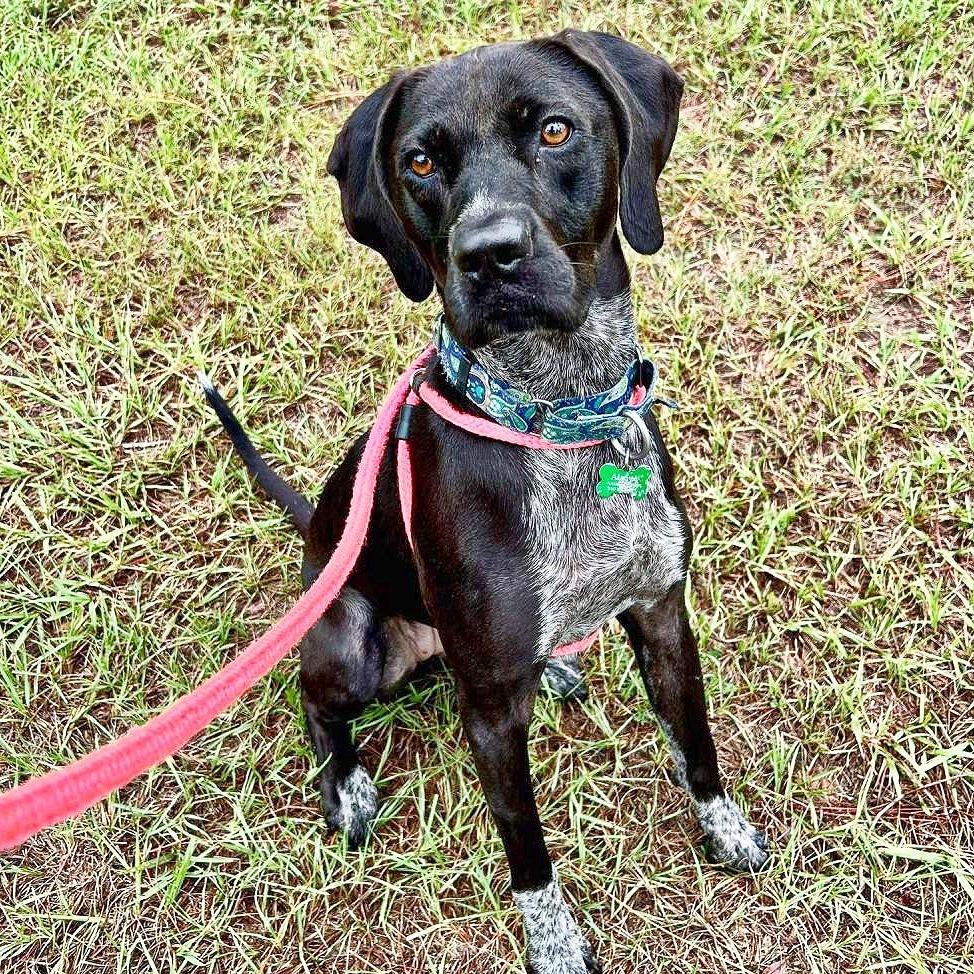 Shelby, a Adoptable mixed breed in Flower Mound, TX image 3/6