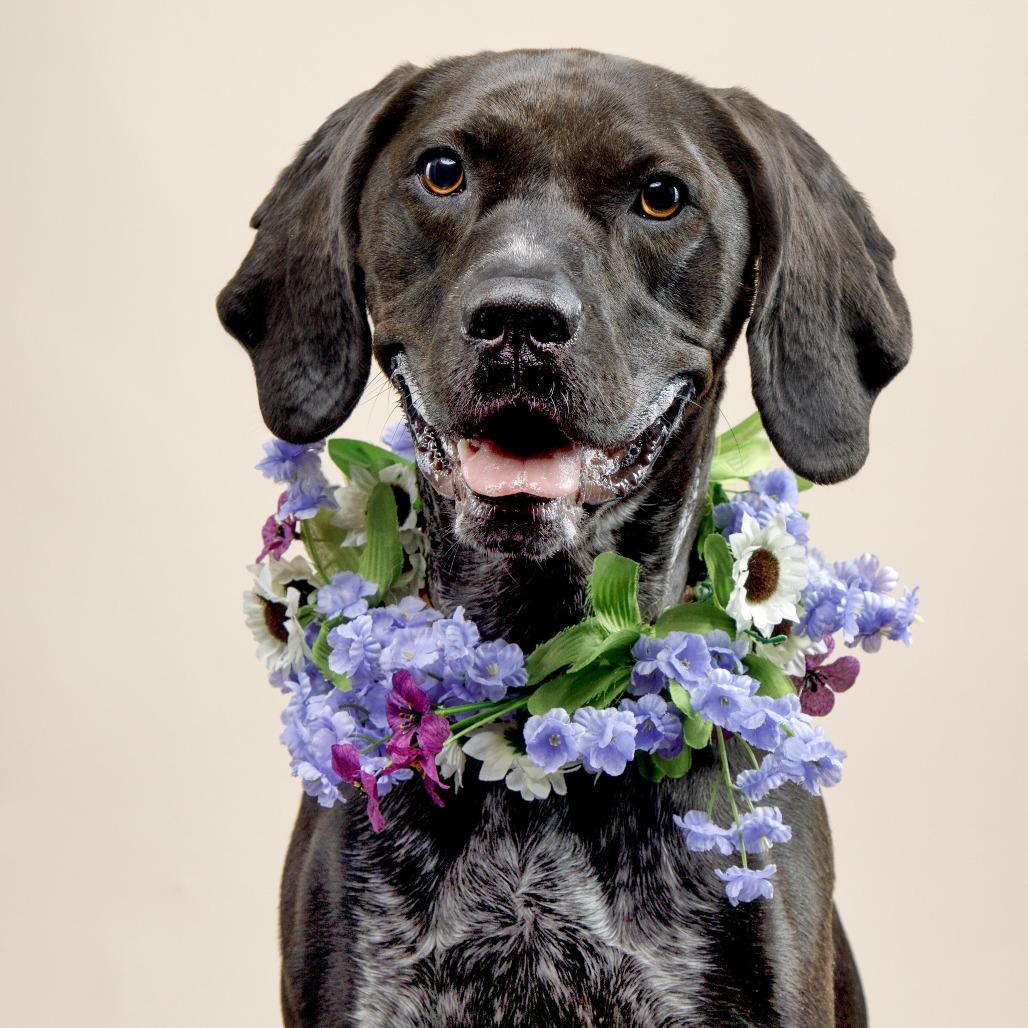 Enlarge Shelby, a Adoptable mixed breed in Flower Mound, TX image 3/6