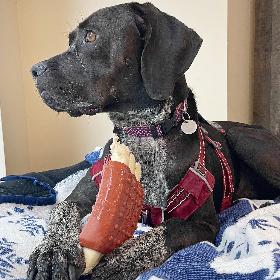 Shelby, a Adoptable mixed breed in Flower Mound, TX image 5/6