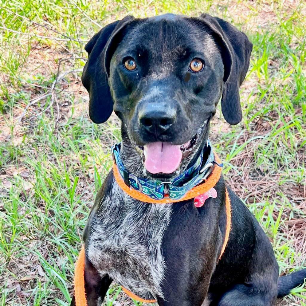 Shelby, a Adoptable mixed breed in Flower Mound, TX image 6/6