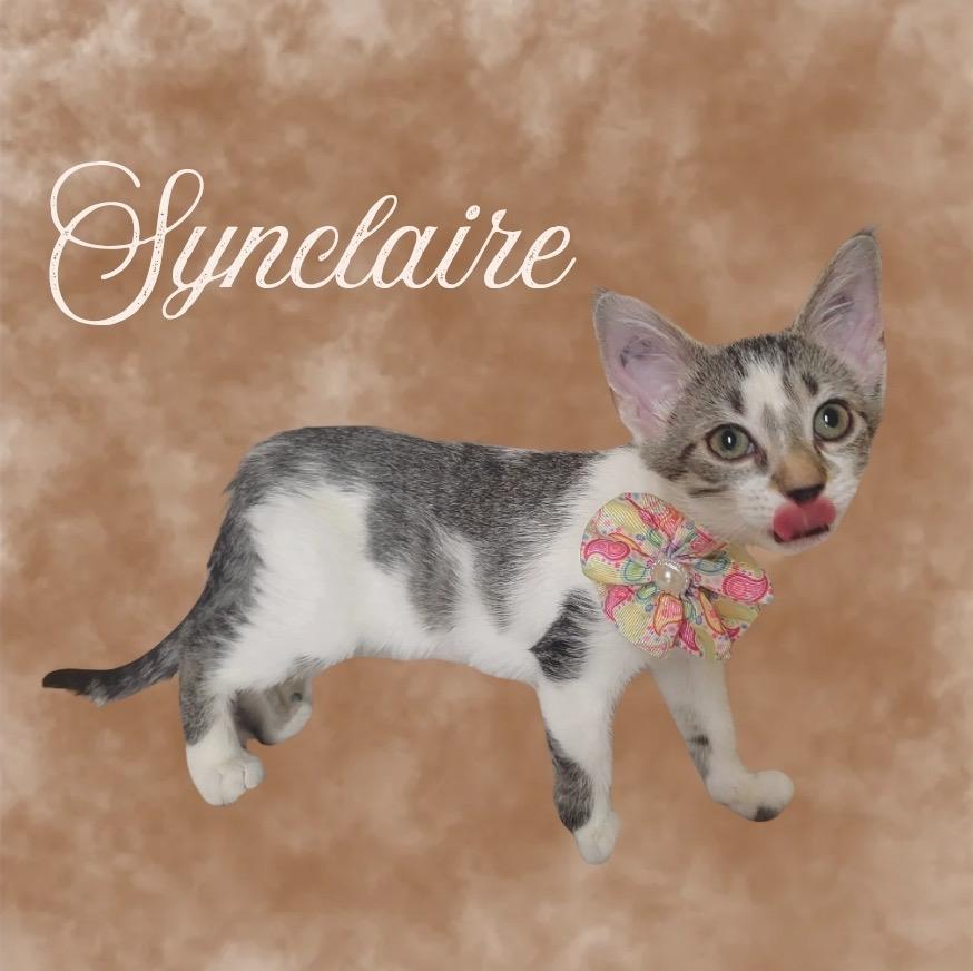 Enlarge Synclaire, a Adoptable mixed breed in Mountain Home, AR image 1/1