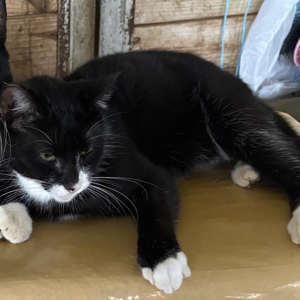 Enlarge Zack, a Adoptable Domestic Short Hair in Folsom, LA image 1/1