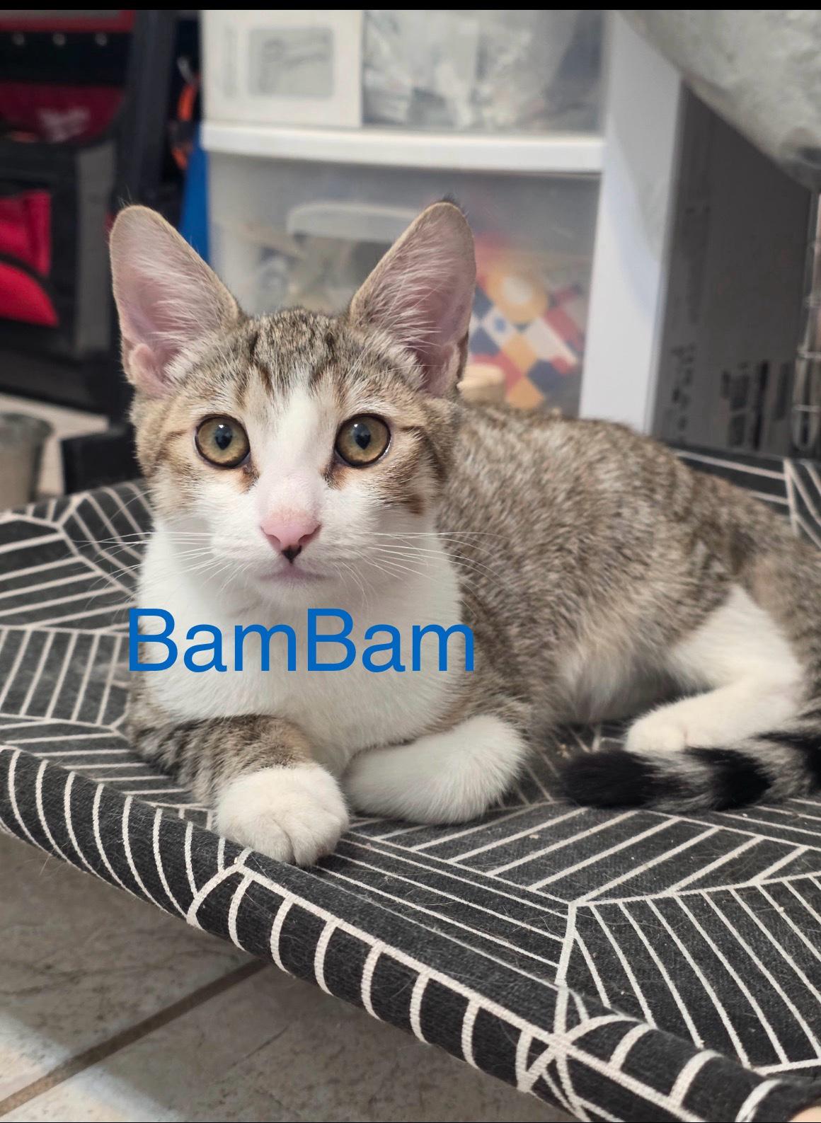 BamBam, ADOPTABLE, Young Male Tabby & Domestic Short Hair.