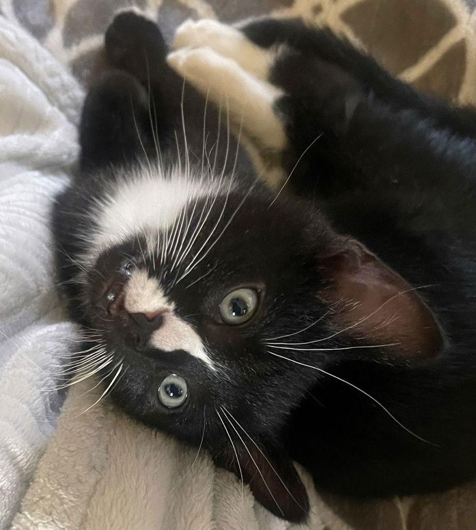 Enlarge Blaze, a Adoptable mixed breed in Flint Hill, VA image 1/2