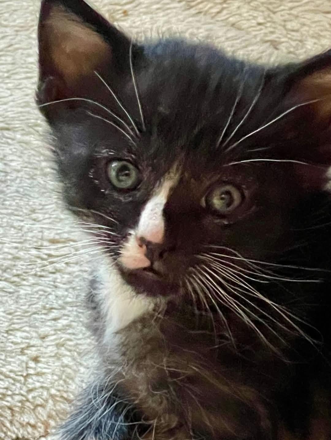 Enlarge Blaze, a Adoptable mixed breed in Flint Hill, VA image 1/1