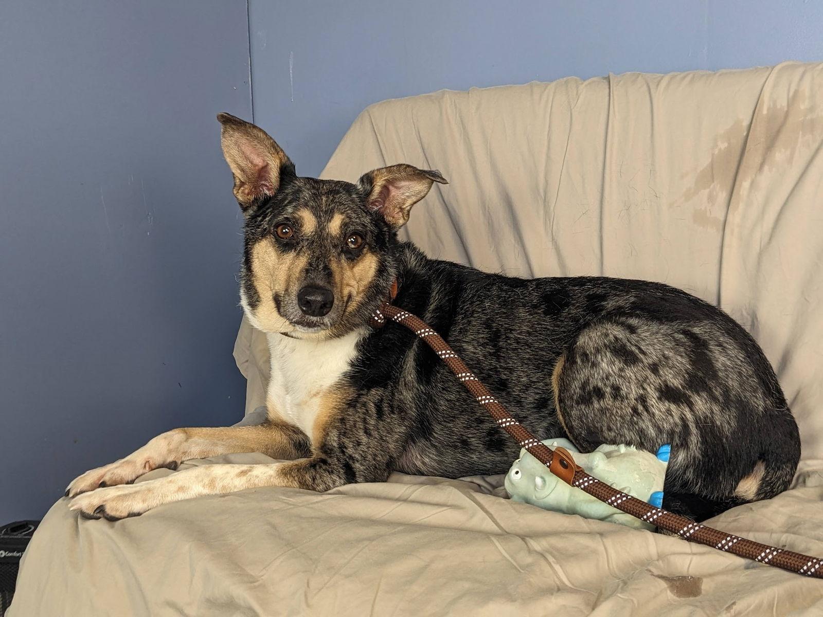 Patsy, Adoptable, Adult Female Australian Shepherd.