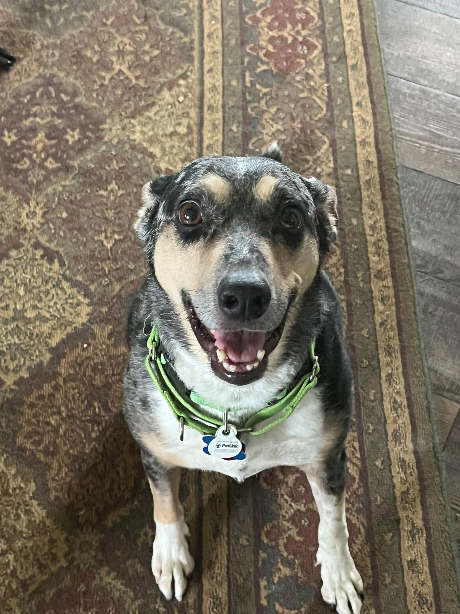 Enlarge Patsy, a Adoptable Australian Shepherd in Minneapolis, MN image 2/3