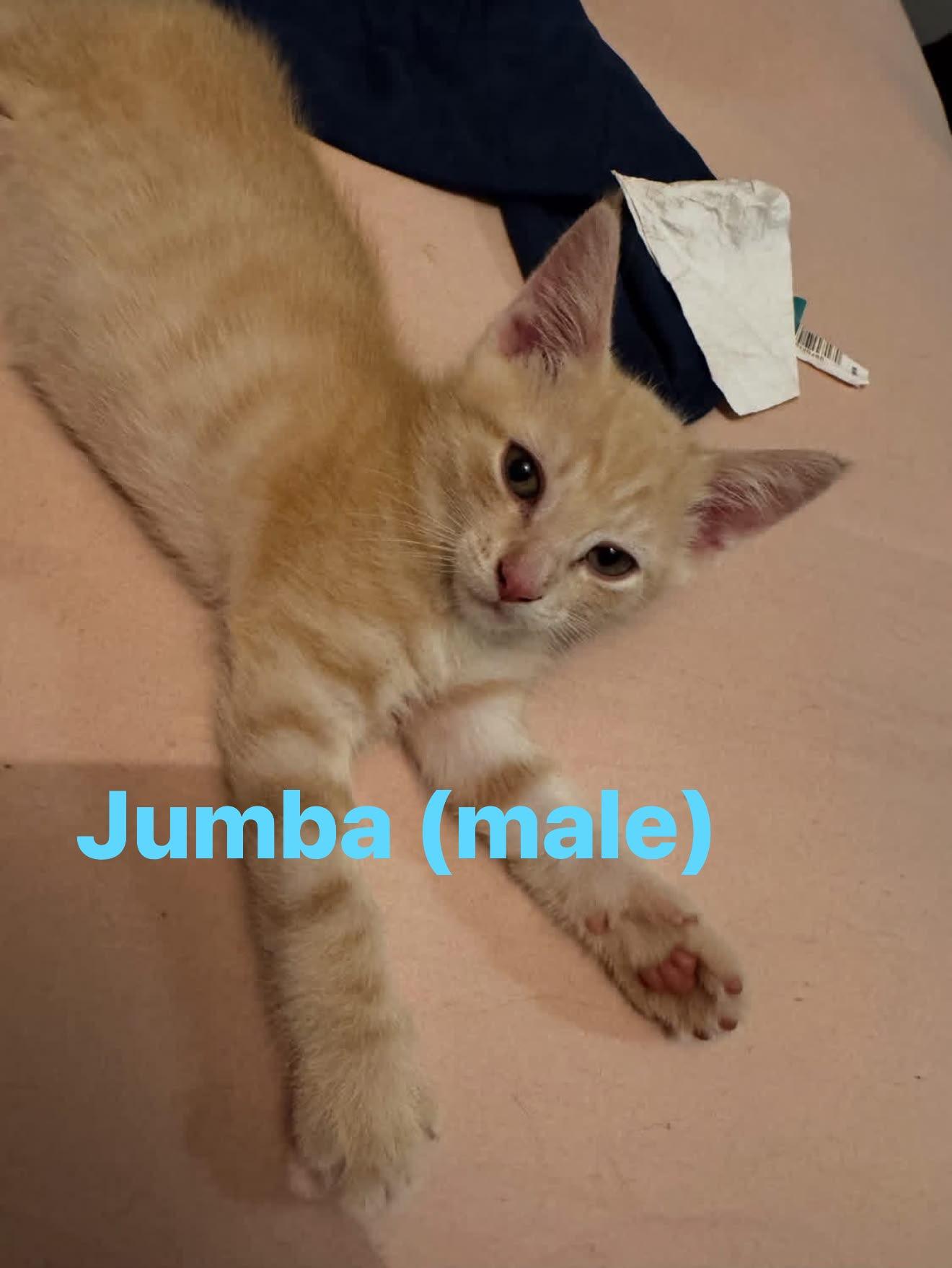 Enlarge Jumba, a Adoptable Domestic Short Hair in Cowlesville, NY image 1/1