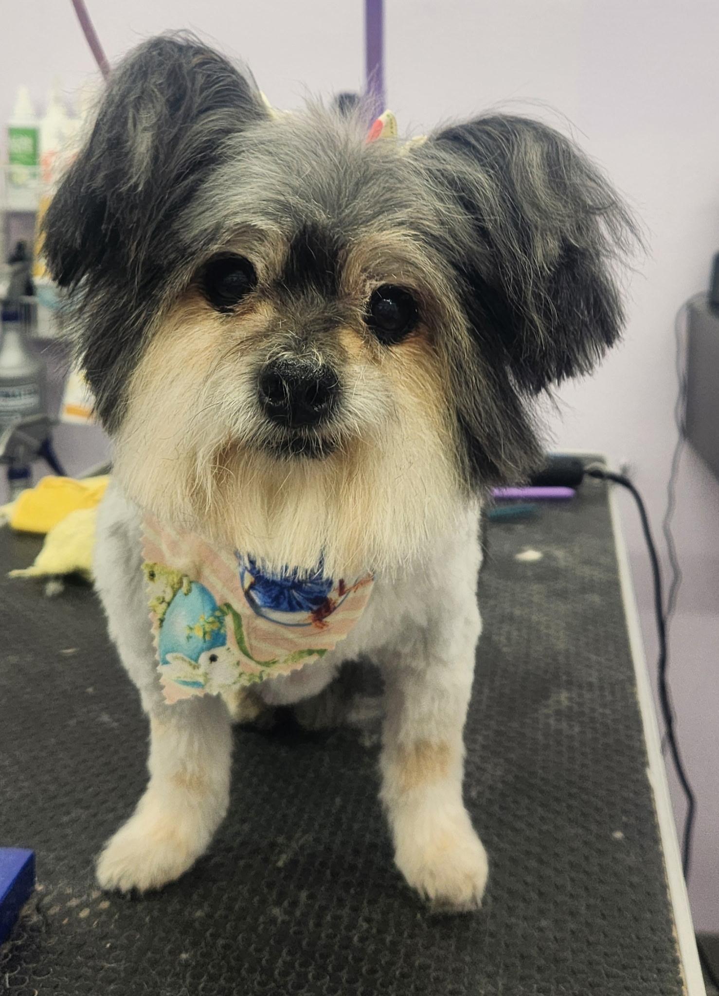 Enlarge Melba senior , a ADOPTABLE Papillon in White Lake, MI image 2/5