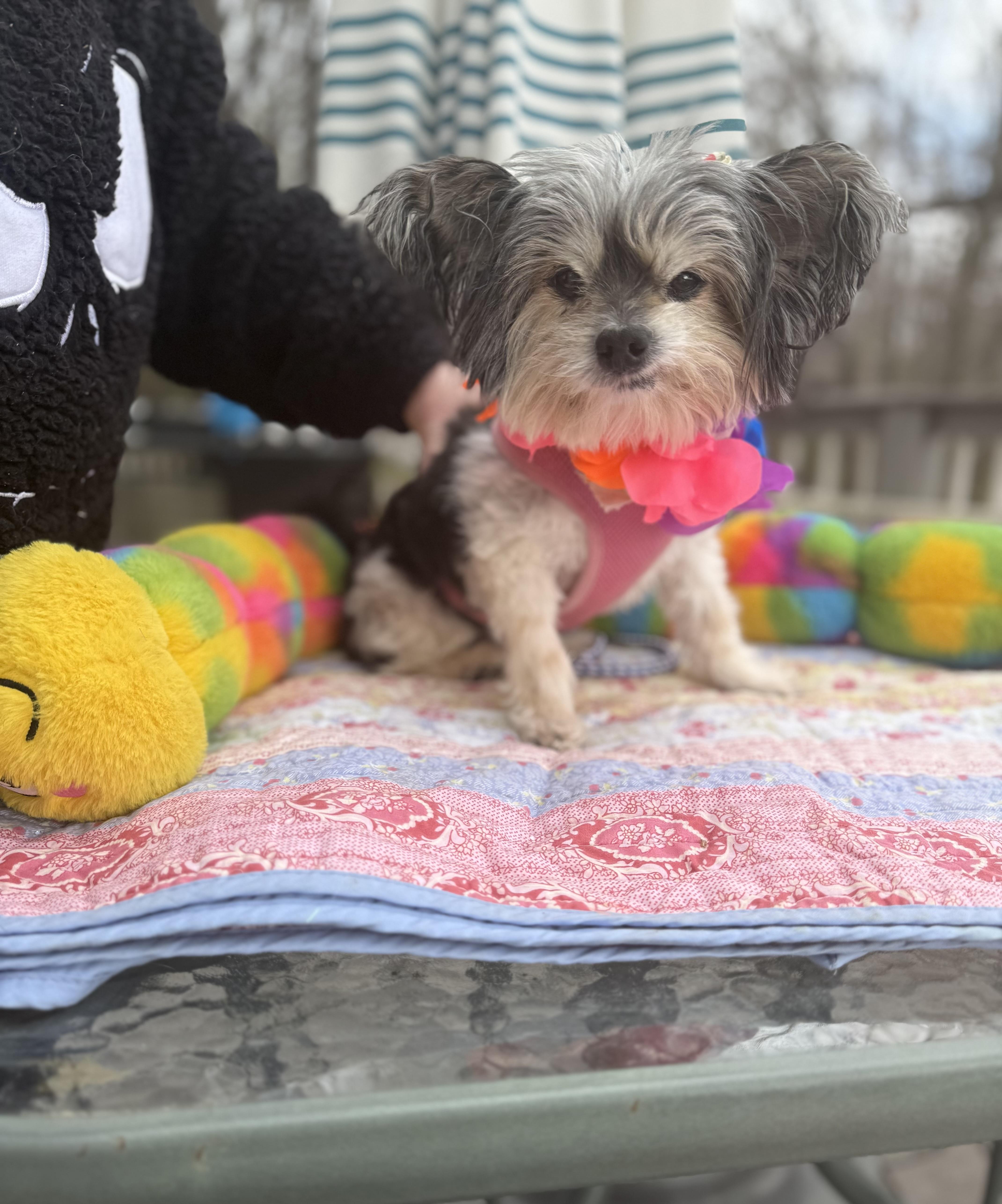 Enlarge Melba senior , a ADOPTABLE Papillon in White Lake, MI image 4/5