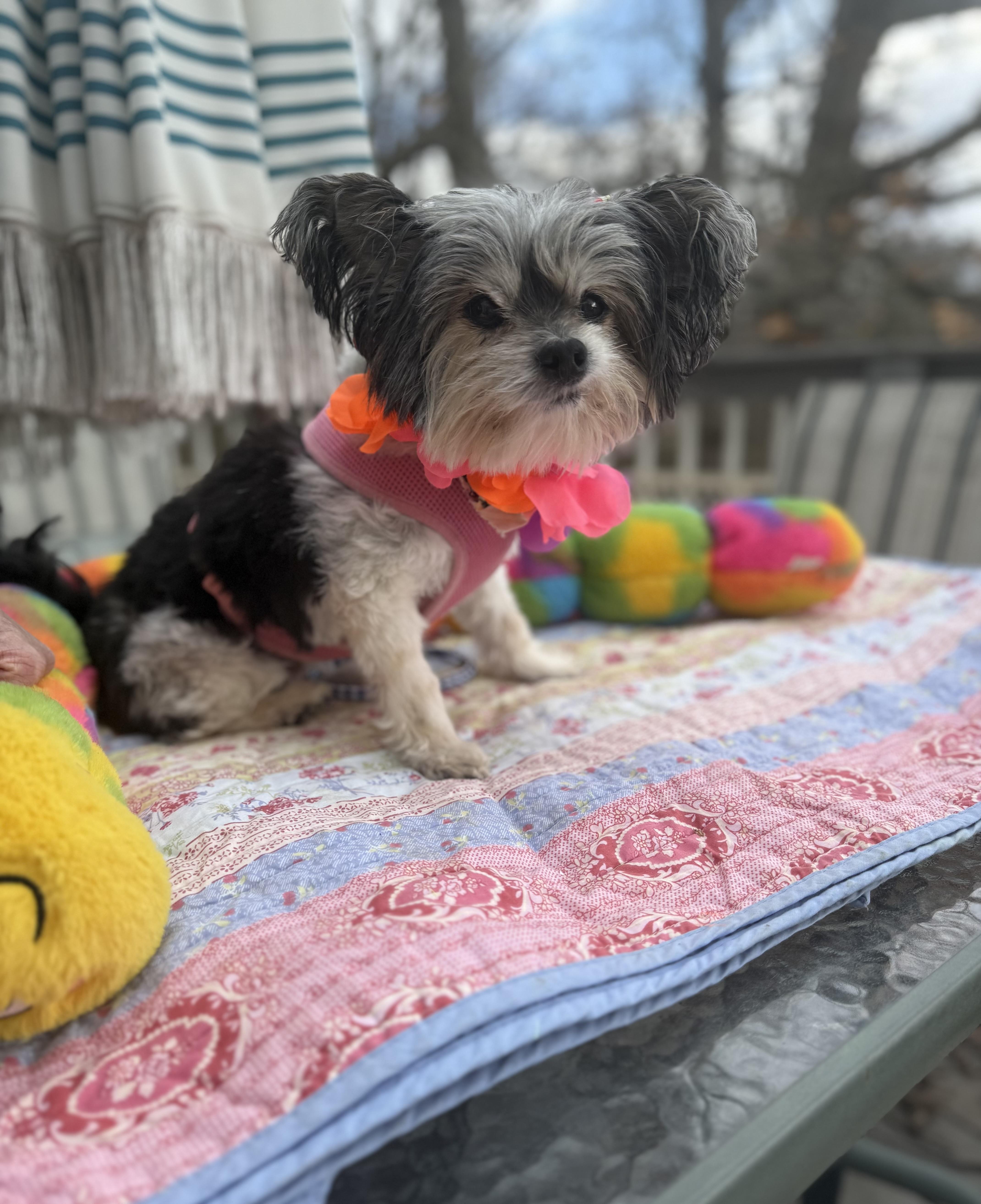 Enlarge Melba senior , a ADOPTABLE Papillon in White Lake, MI image 5/5