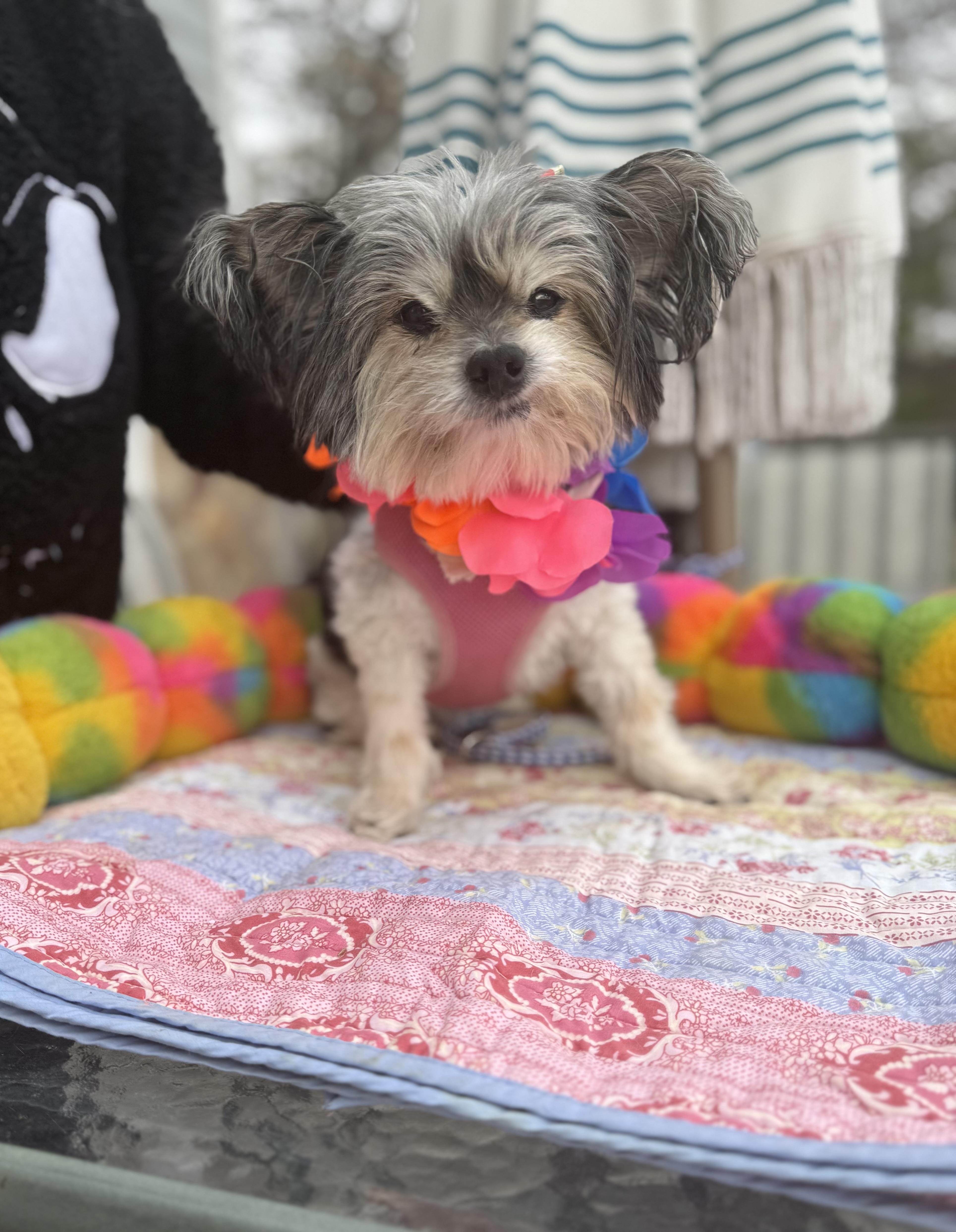 Enlarge Melba senior , a ADOPTABLE Papillon in White Lake, MI image 3/5
