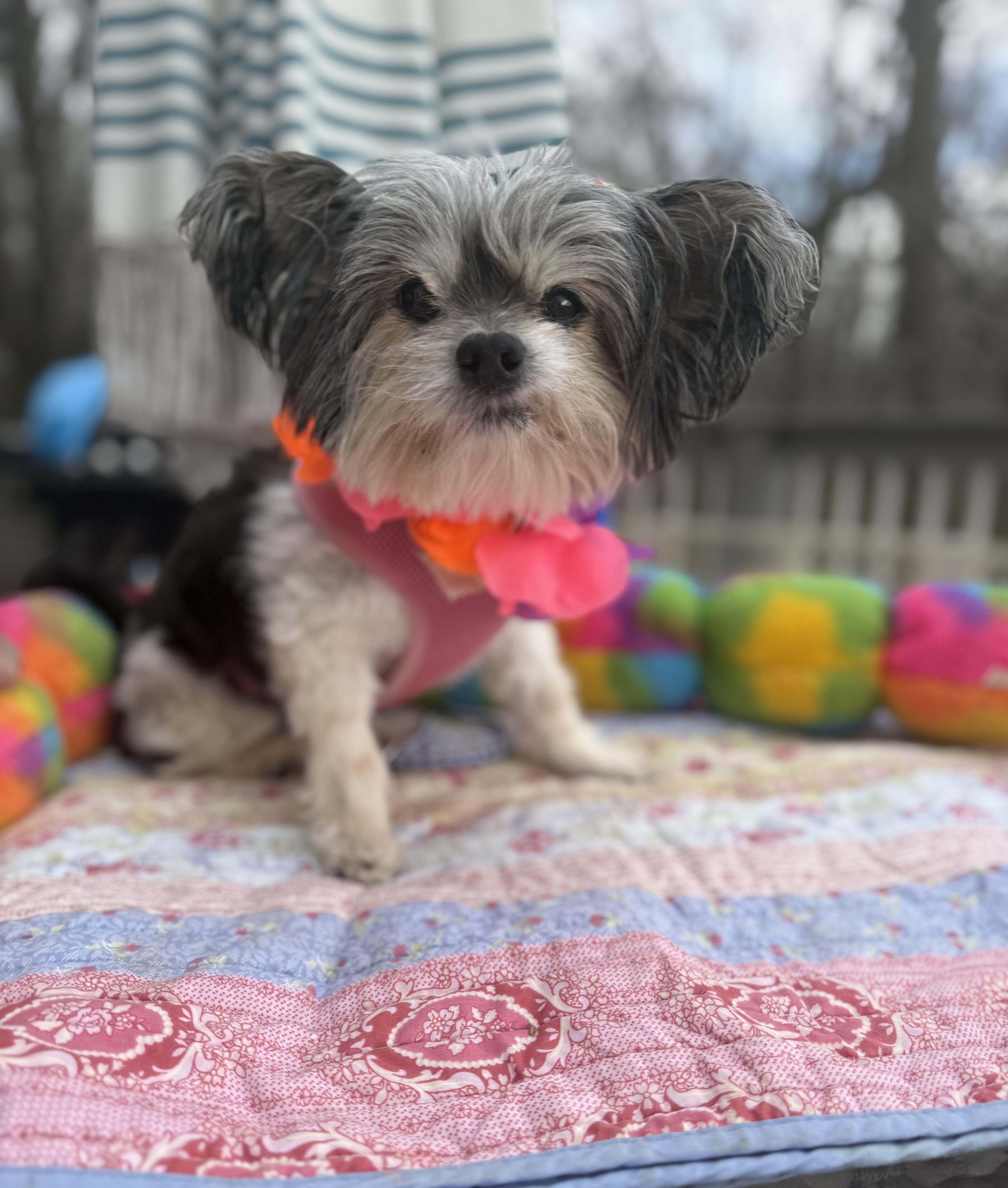 Enlarge Melba senior , a ADOPTABLE Papillon in White Lake, MI image 1/5