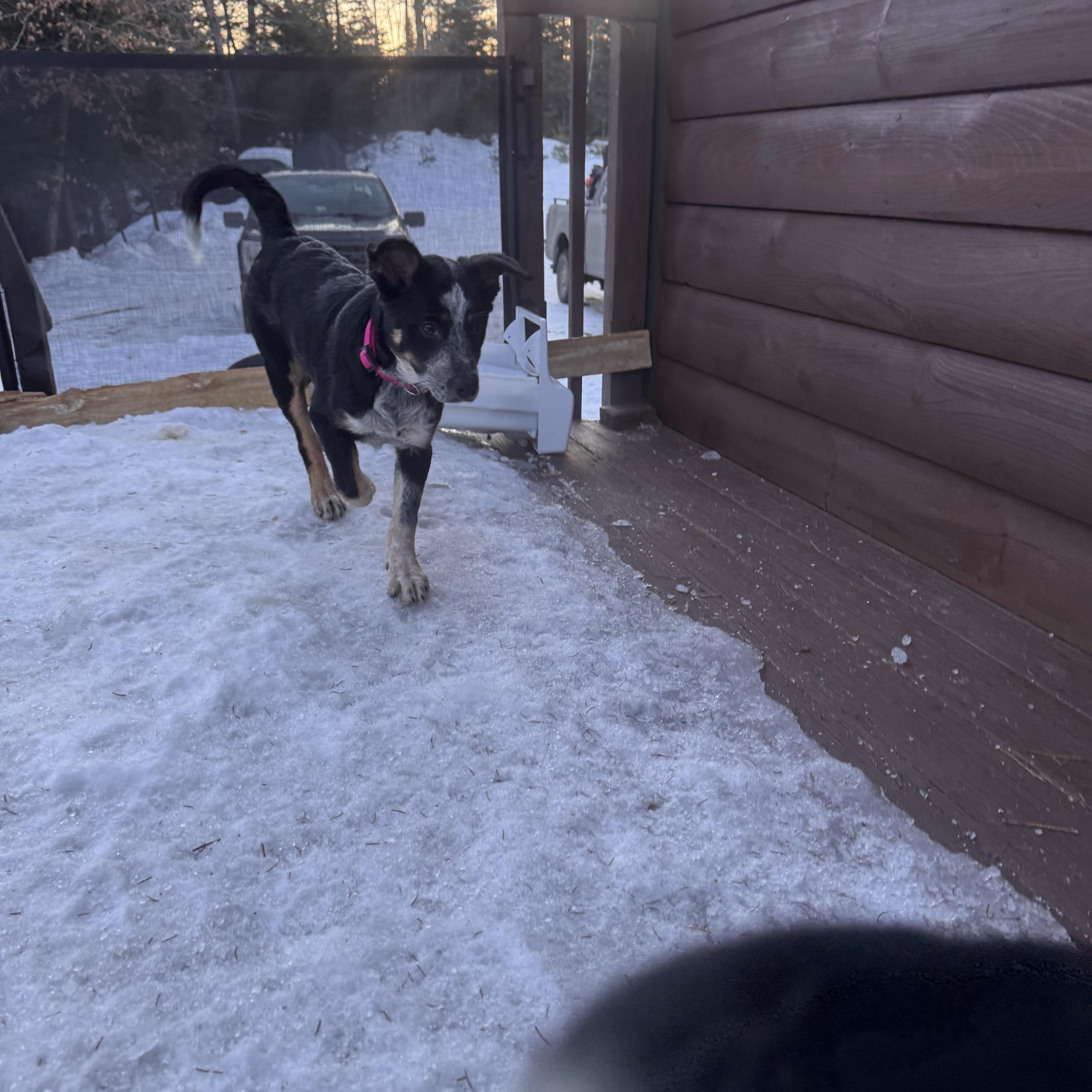 Enlarge Mary, a Adoptable mixed breed in Hempstead, NY image 4/5