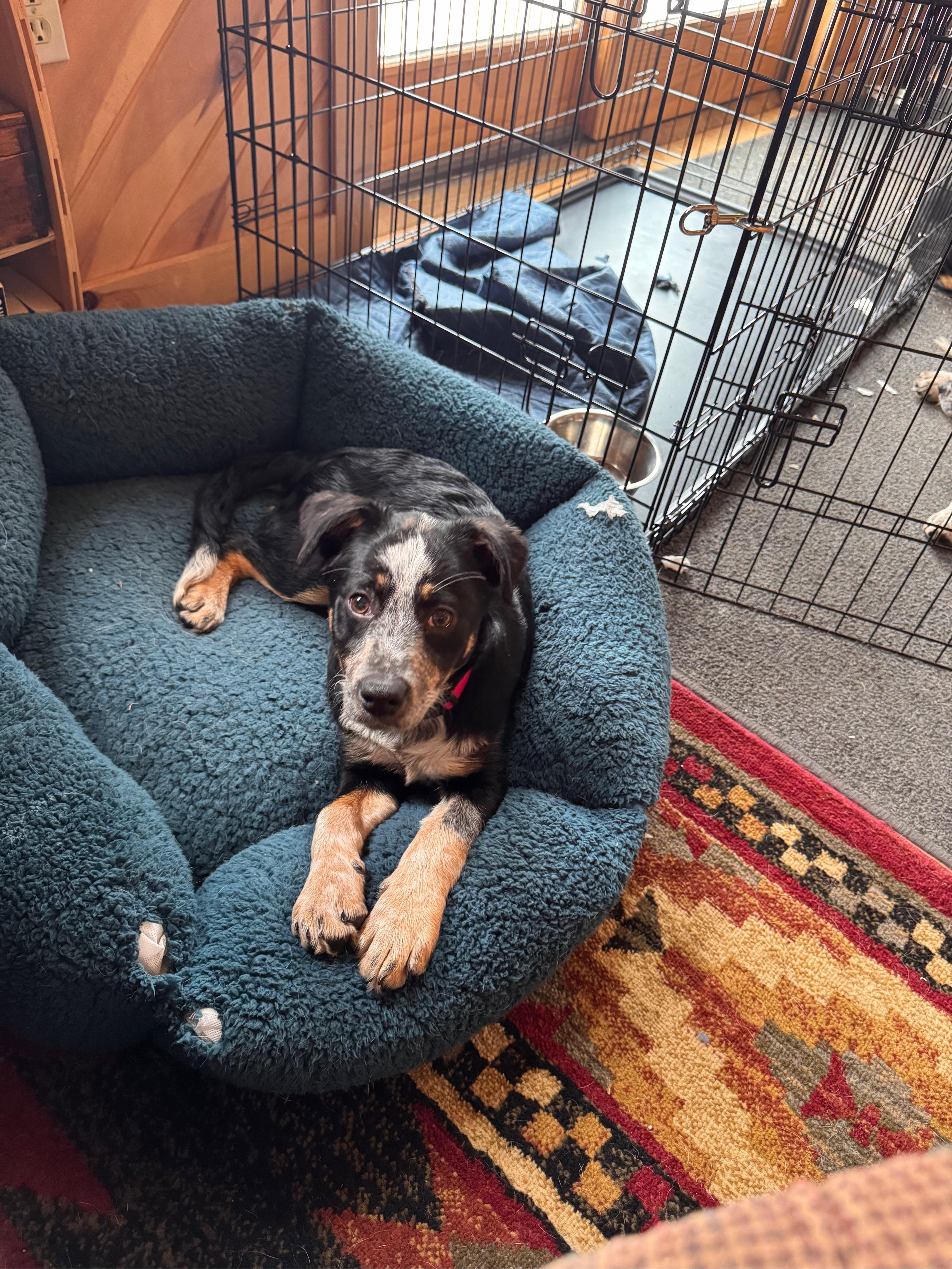 Enlarge Mary, a Adoptable mixed breed in Hempstead, NY image 5/5