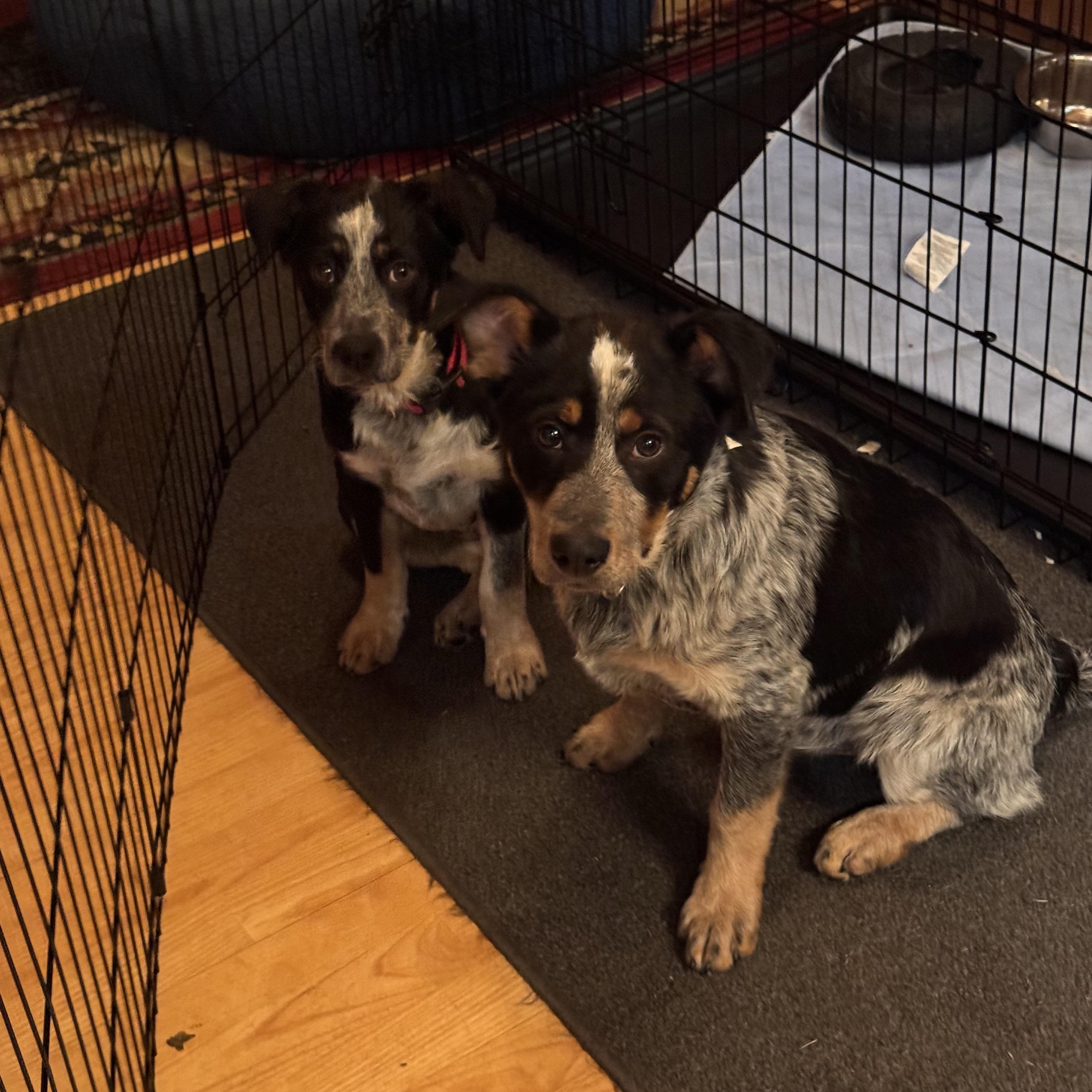 Enlarge Mary, a Adoptable mixed breed in Hempstead, NY image 3/5