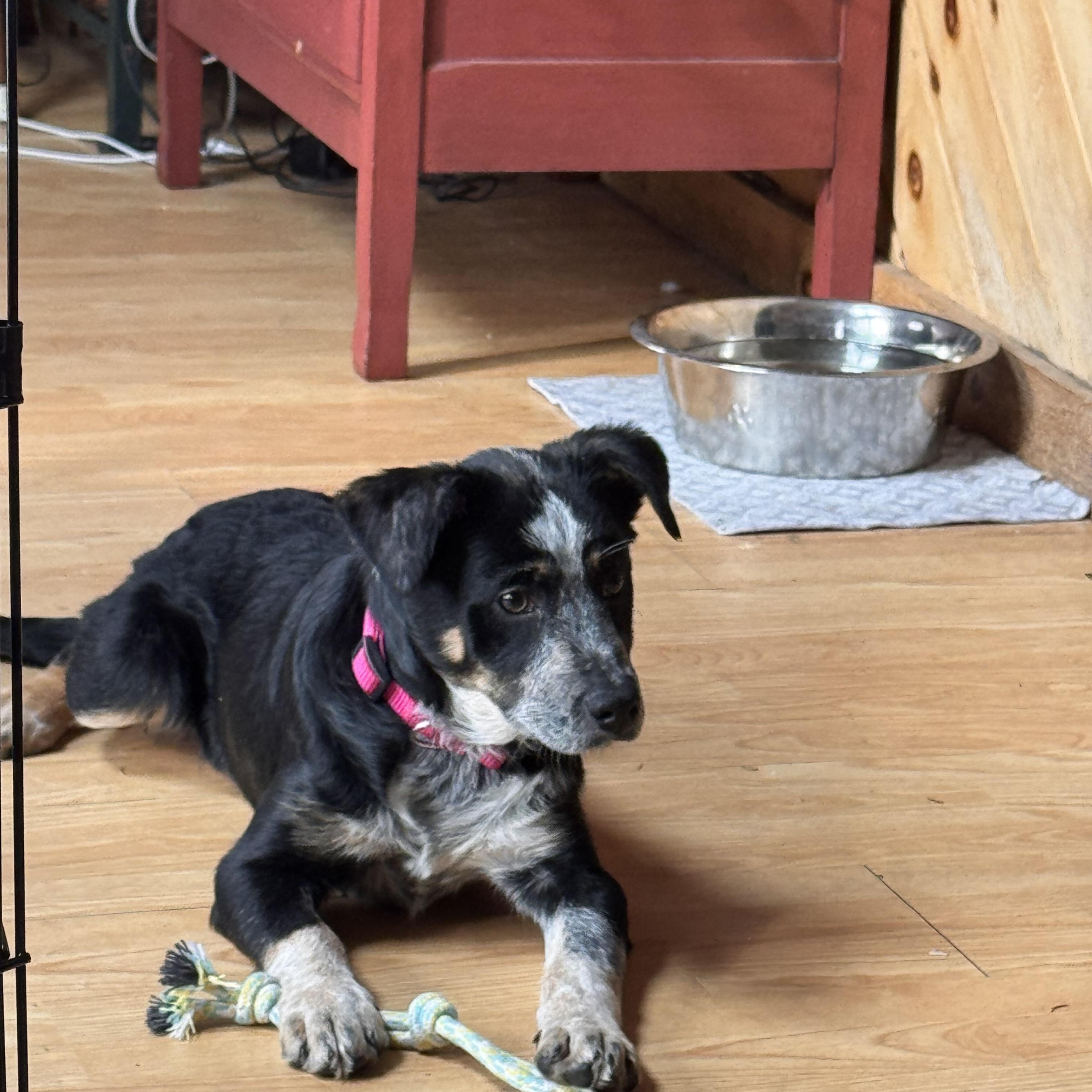 Enlarge Mary, a Adoptable mixed breed in Hempstead, NY image 2/5