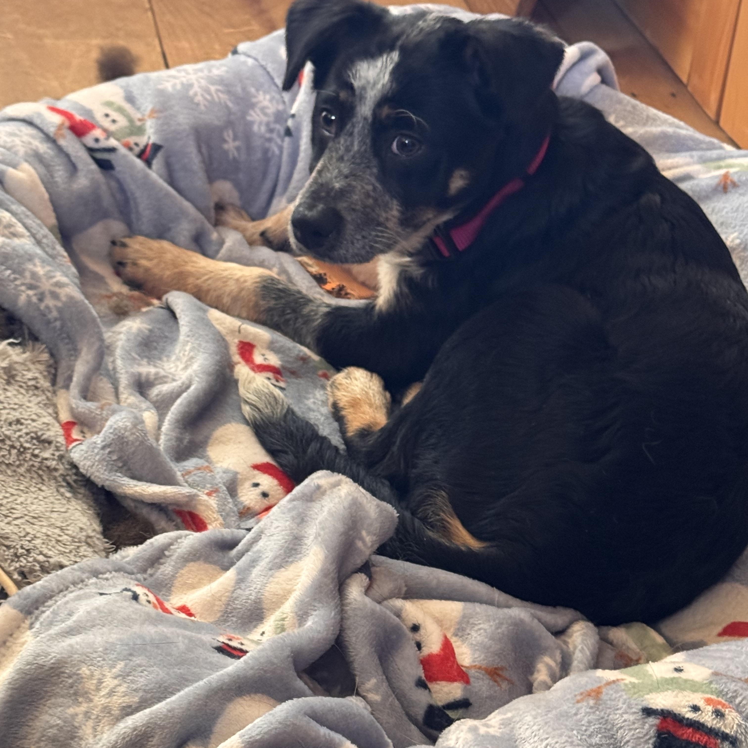 Mary, Adoptable, Young Female Australian Cattle Dog / Blue Heeler.