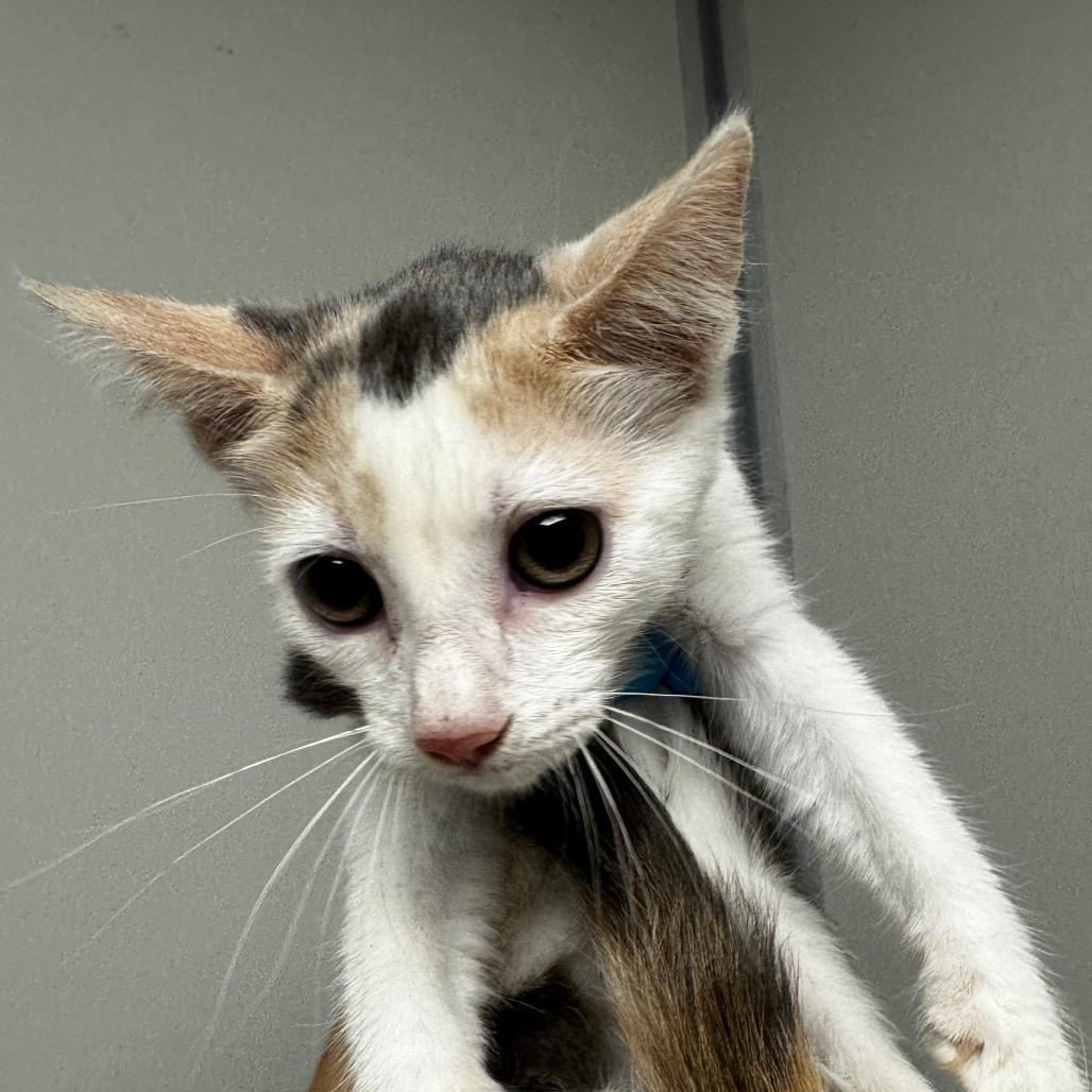 Hershey, Adoptable, Kitten Female Domestic Short Hair.