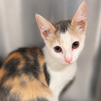 Enlarge Hershey, a Adoptable Domestic Short Hair in Concord, NC image 2/2