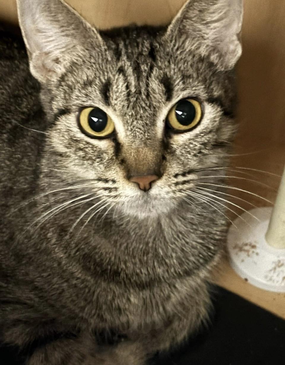 Enlarge Jammy (British for “lucky”), a ADOPTABLE Domestic Short Hair in Woodstock, GA image 1/1