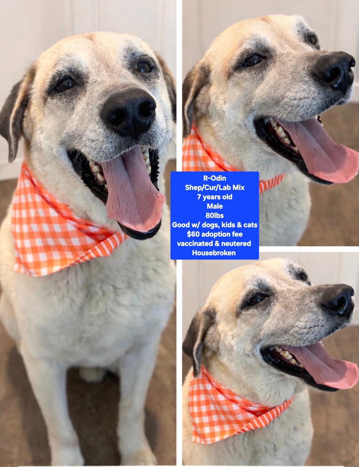 Enlarge R-Odin, a ADOPTABLE mixed breed in Oviedo, FL image 2/2