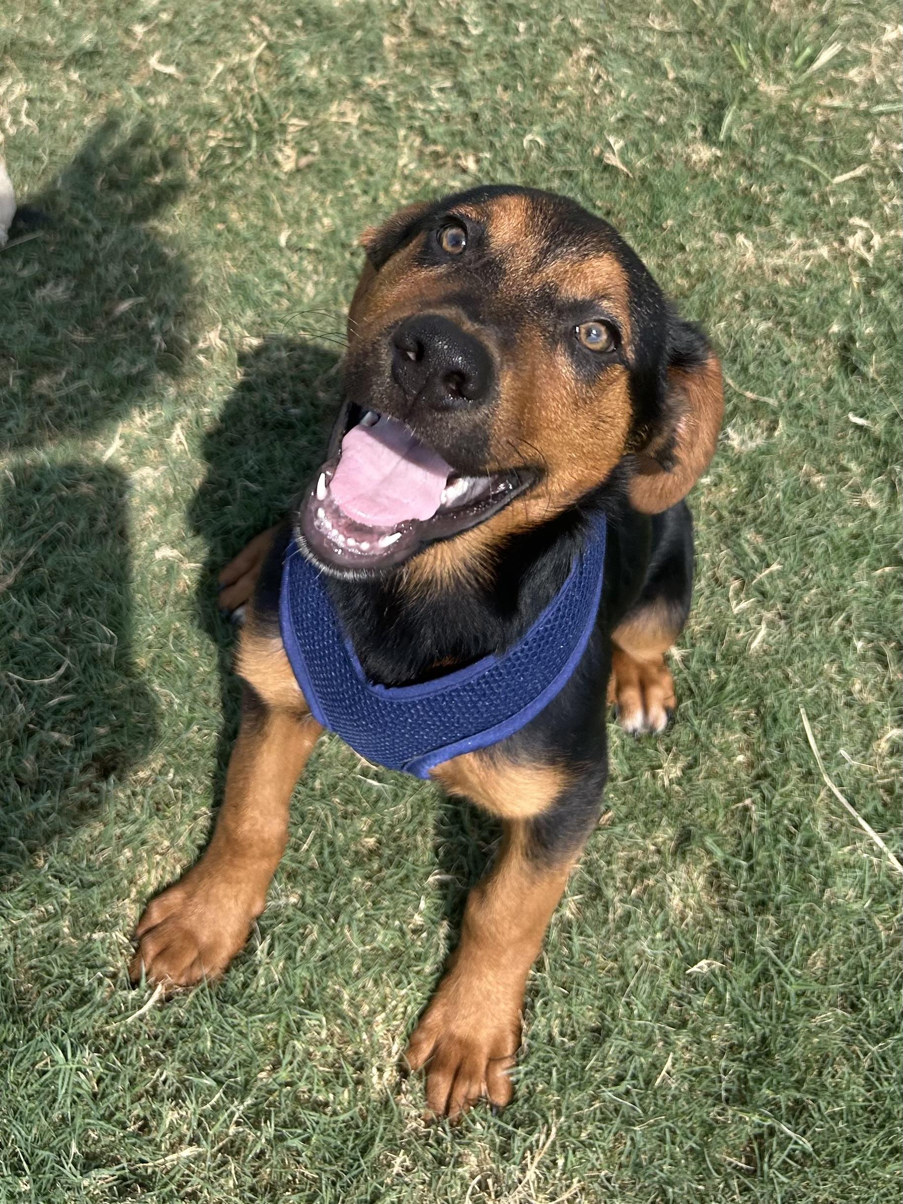 Ember, a ADOPTABLE mixed breed in Siloam Springs, AR image 2/6