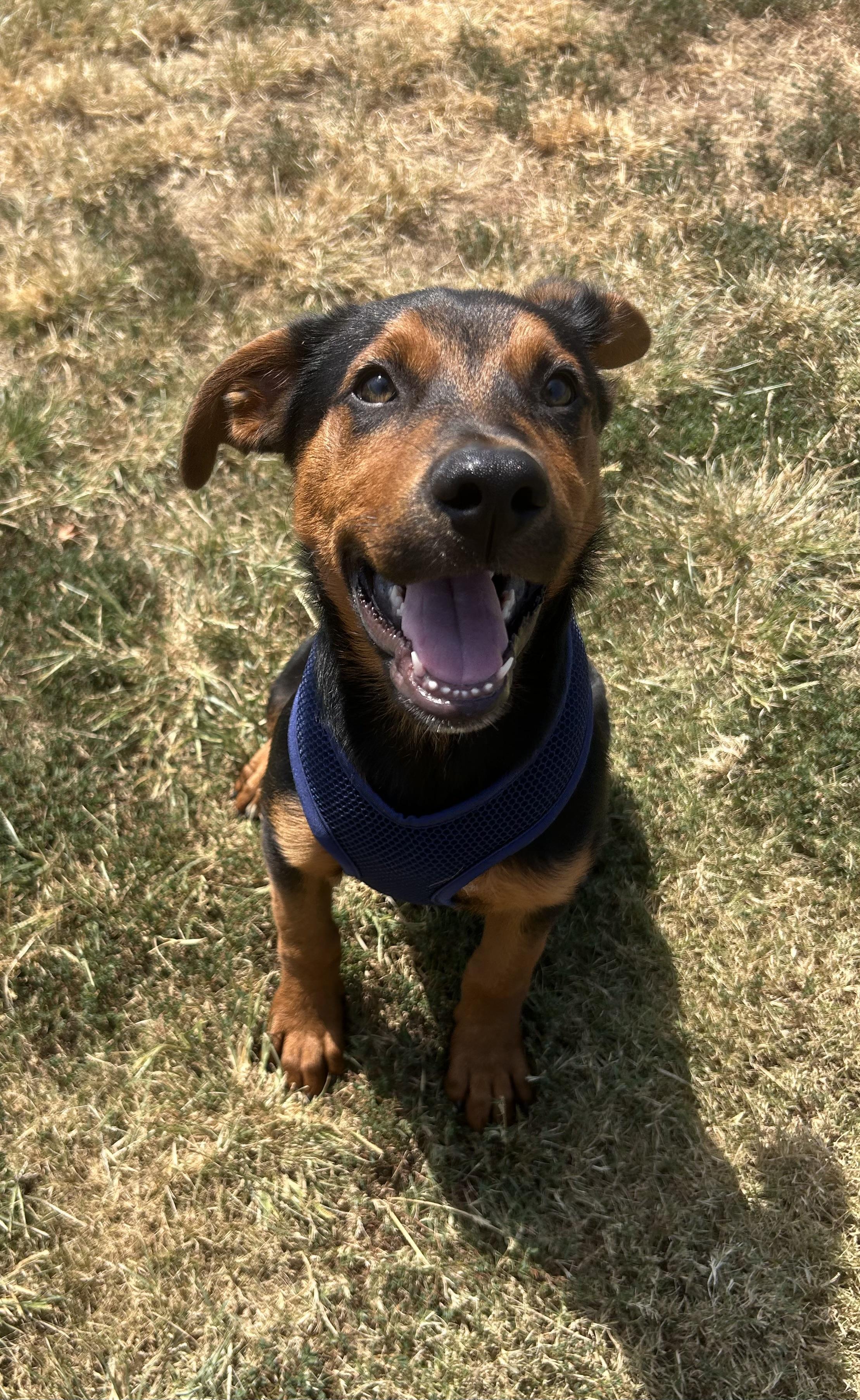 Ember, a ADOPTABLE mixed breed in Siloam Springs, AR image 5/6