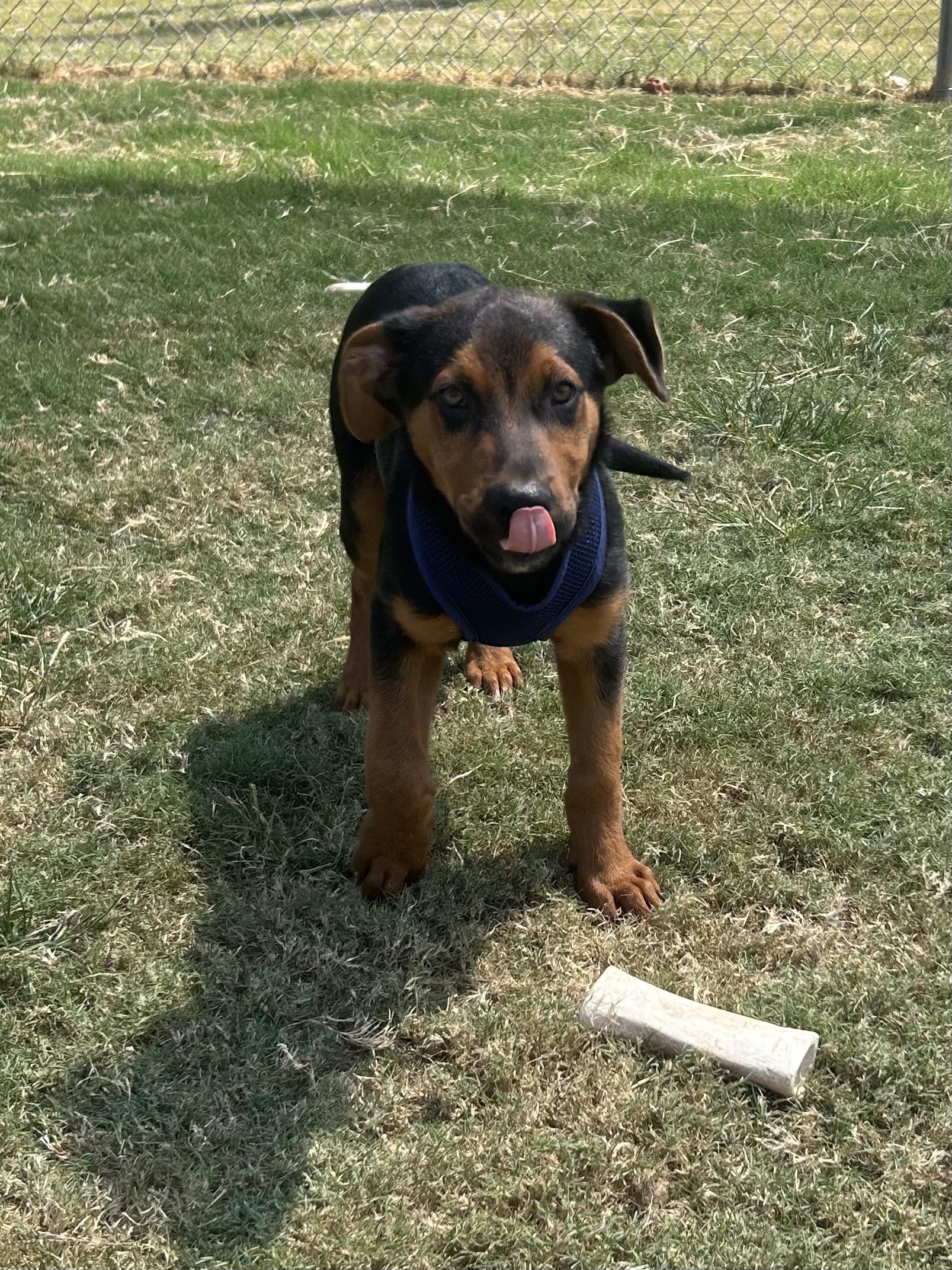 Ember, a ADOPTABLE mixed breed in Siloam Springs, AR image 4/6