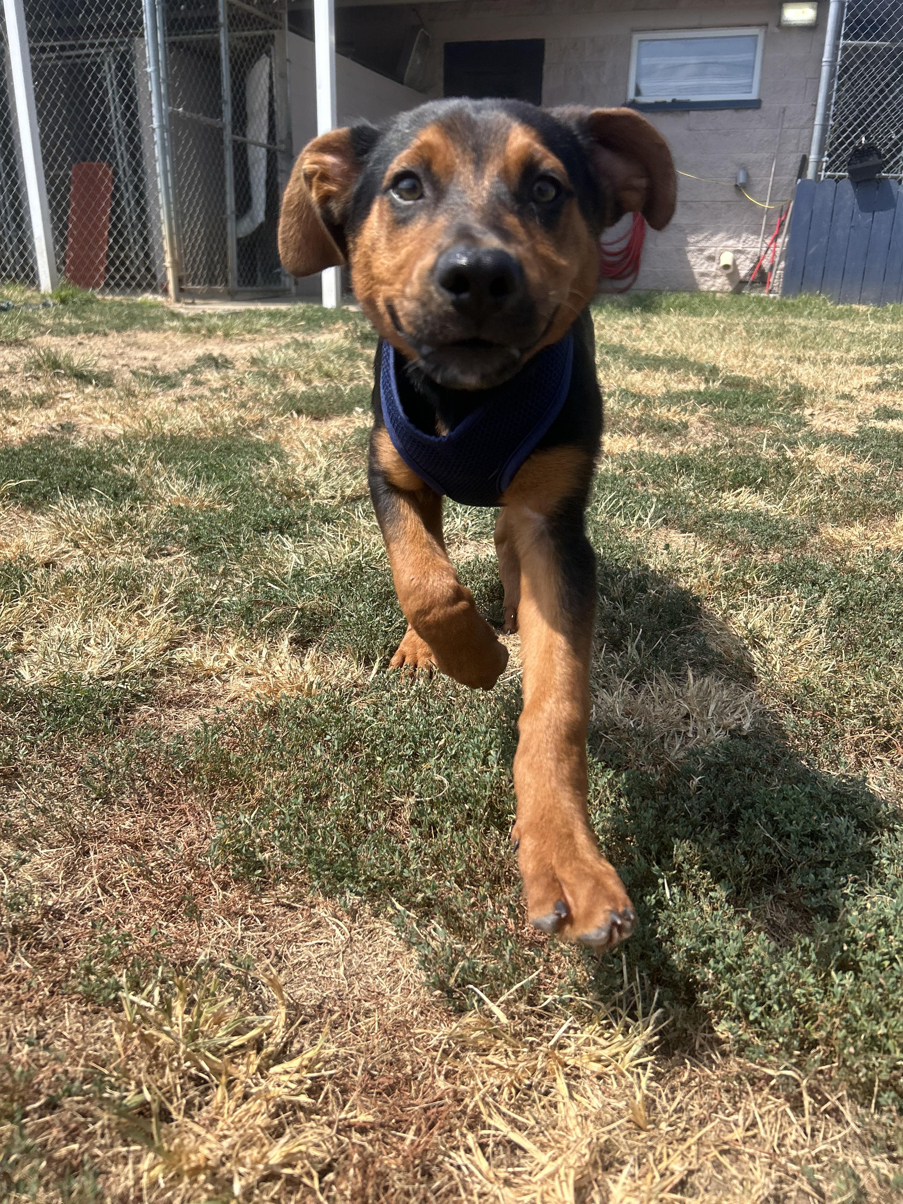 Ember, a ADOPTABLE mixed breed in Siloam Springs, AR image 6/6