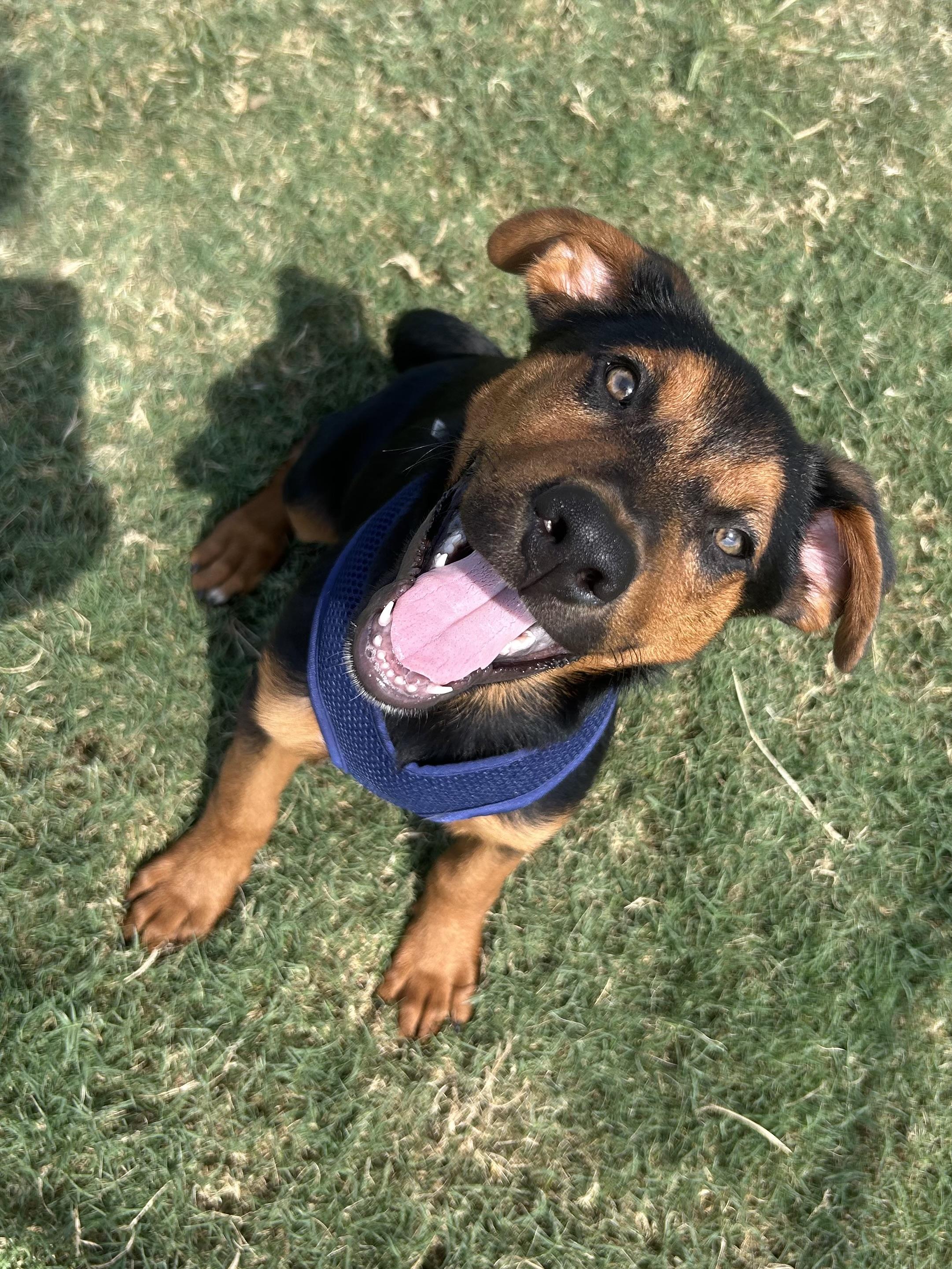 Ember, ADOPTABLE, Puppy Female Rottweiler.