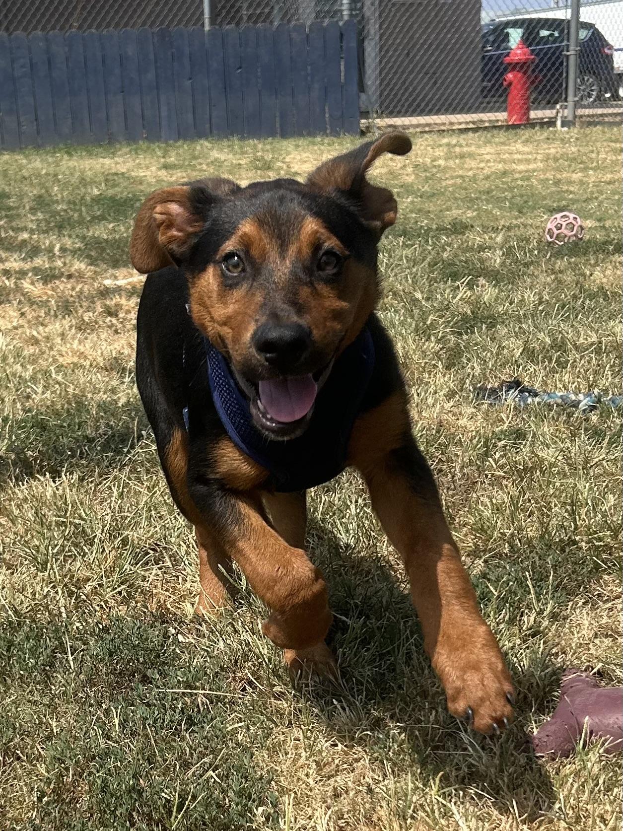 Ember, a ADOPTABLE mixed breed in Siloam Springs, AR image 3/6