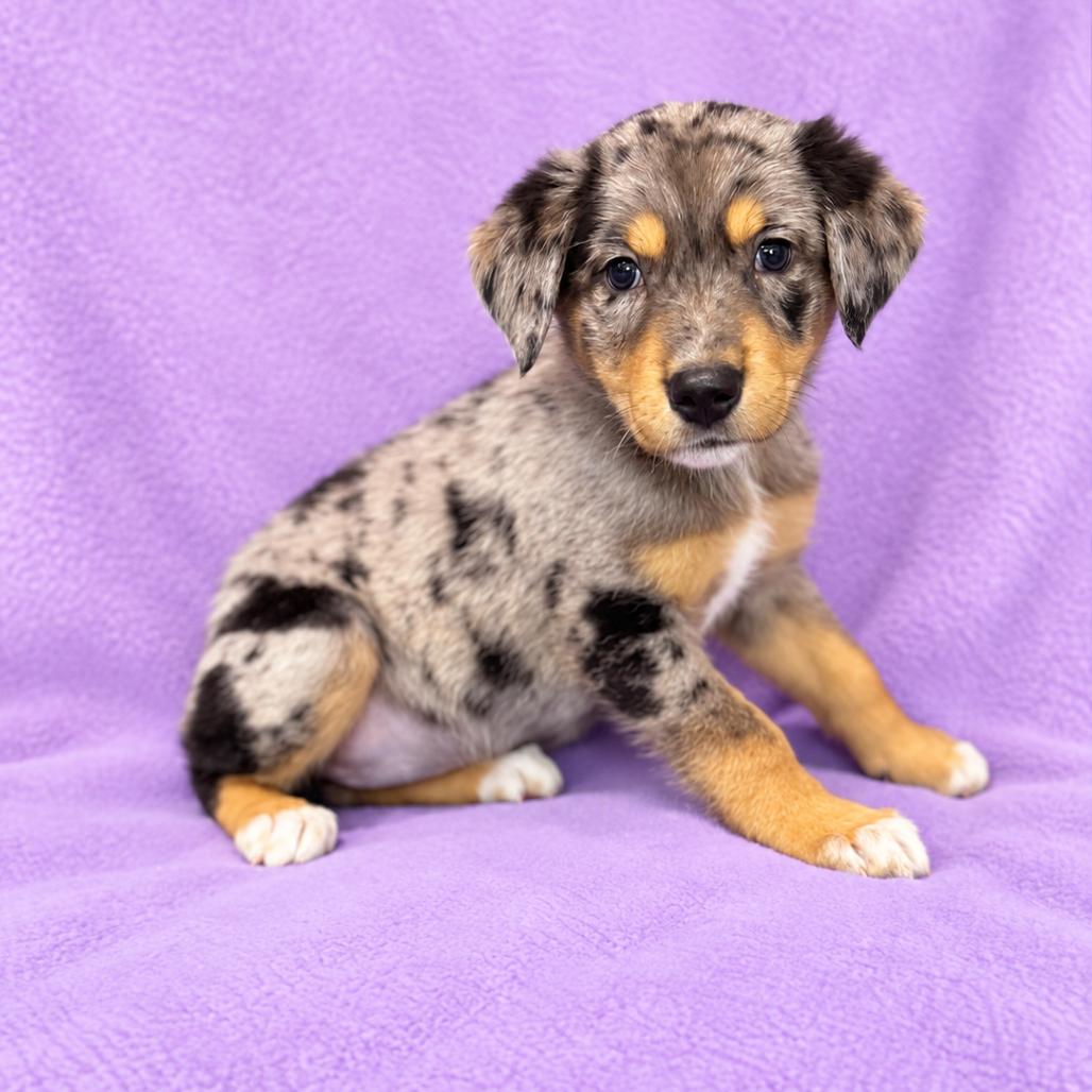 Blossom, Adoptable, Puppy Female German Shepherd Dog & Mixed Breed.