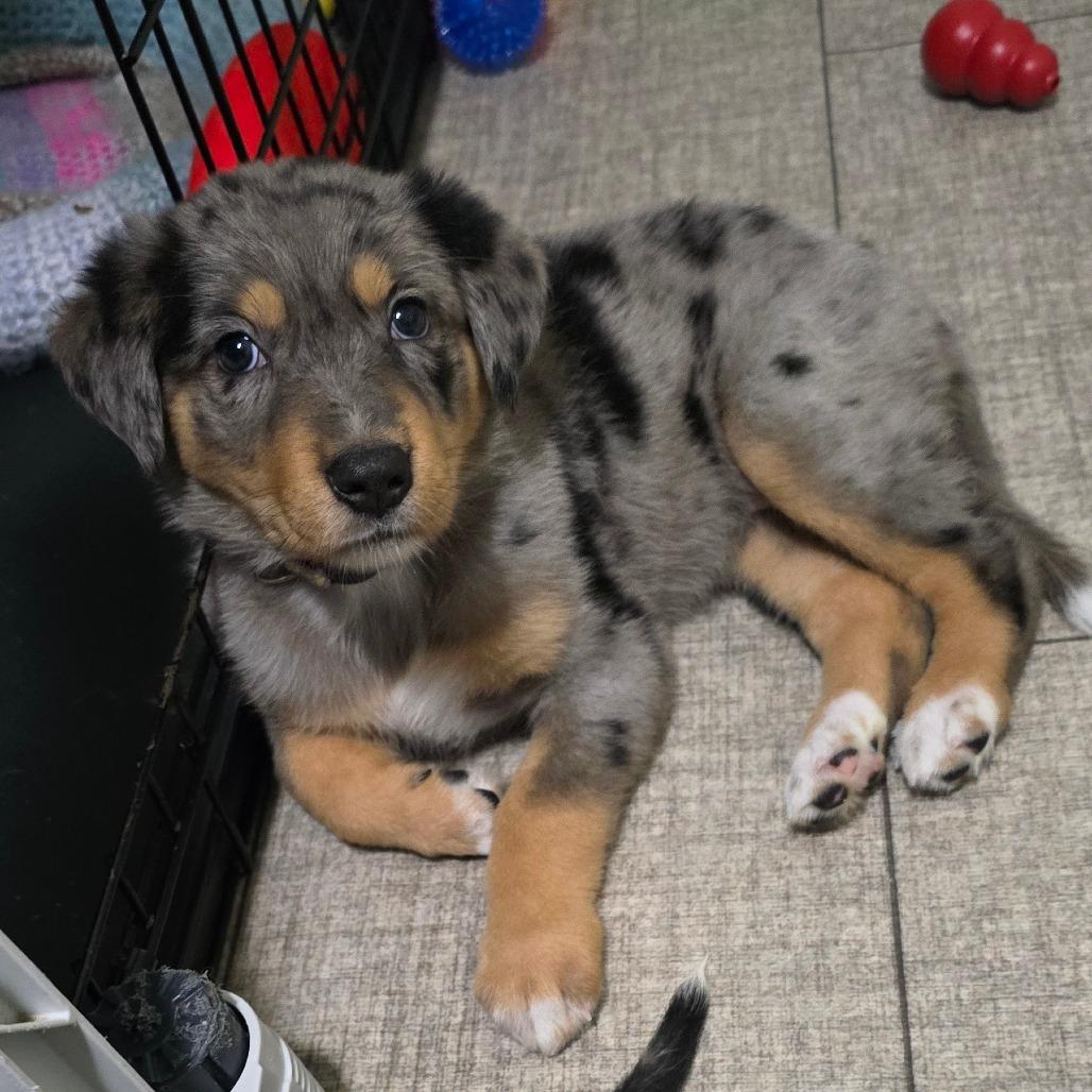 Enlarge Blossom, a Adoptable mixed breed in St. Peters, MO image 2/5