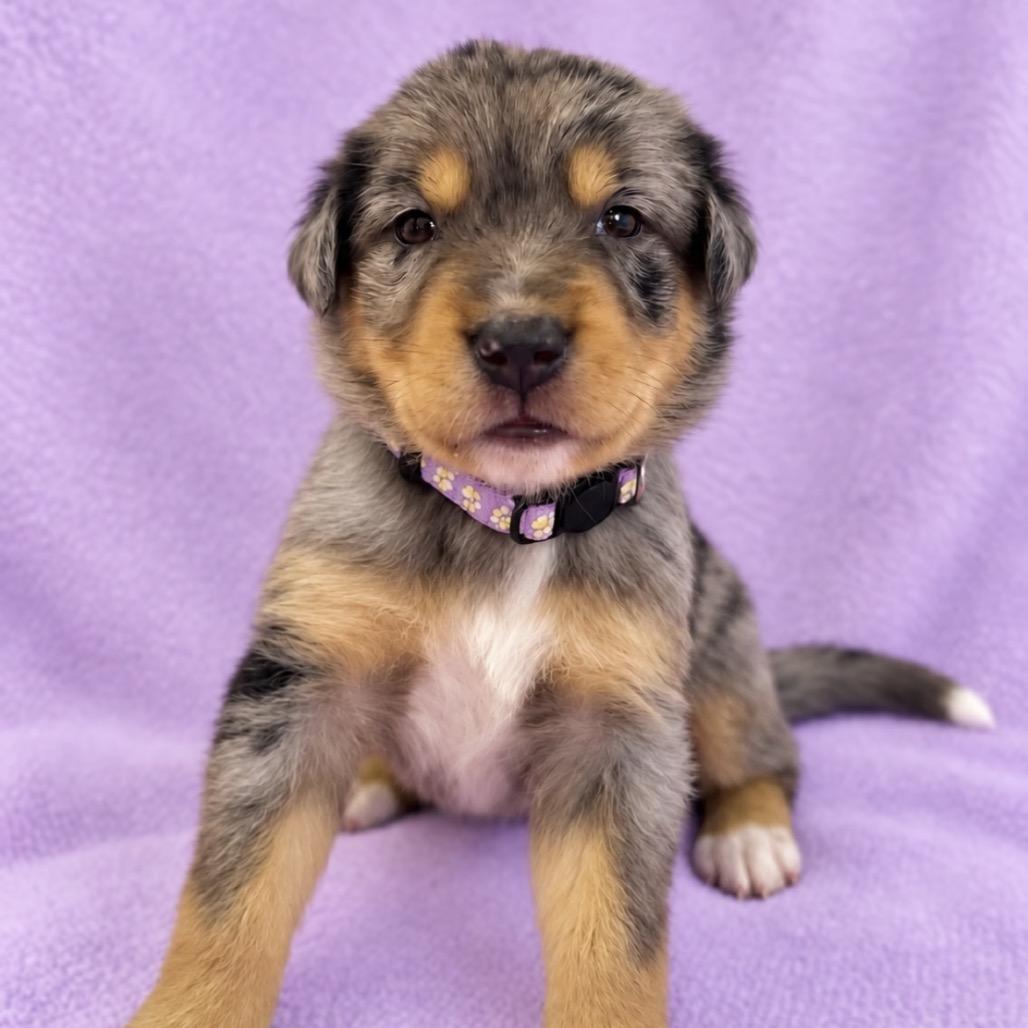 Enlarge Blossom, a Adoptable mixed breed in St. Peters, MO image 3/5