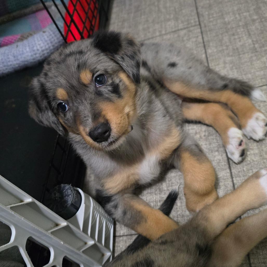 Enlarge Blossom, a Adoptable mixed breed in St. Peters, MO image 4/5