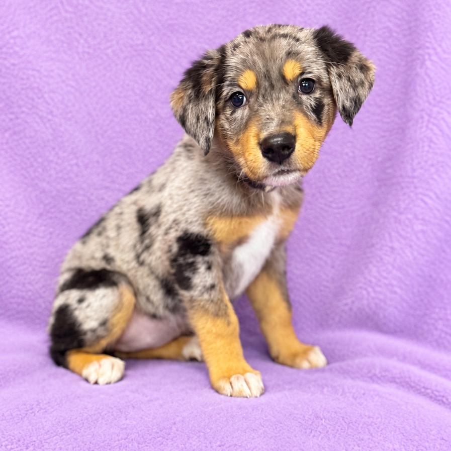 Enlarge Blossom, a Adoptable mixed breed in St. Peters, MO image 5/5