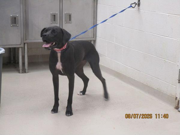 Chia(858), Adoptable, Adult Female Labrador Retriever.