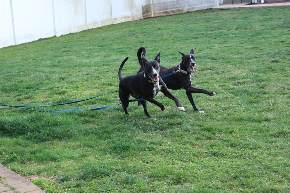 Lady, a Adoptable mixed breed in Oceanport, NJ image 3/6