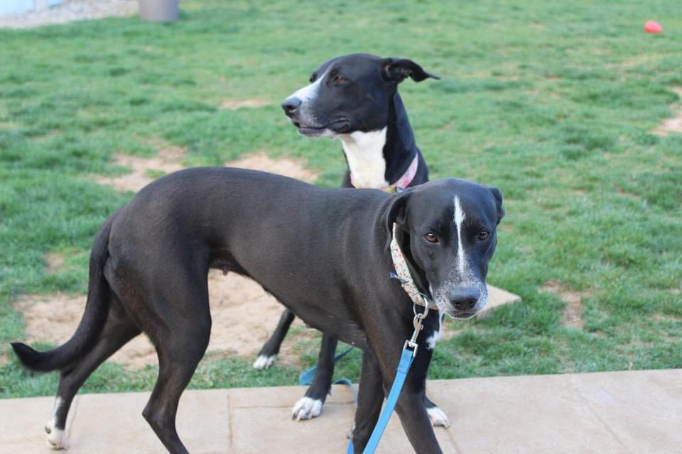 Lady, a Adoptable mixed breed in Oceanport, NJ image 2/6